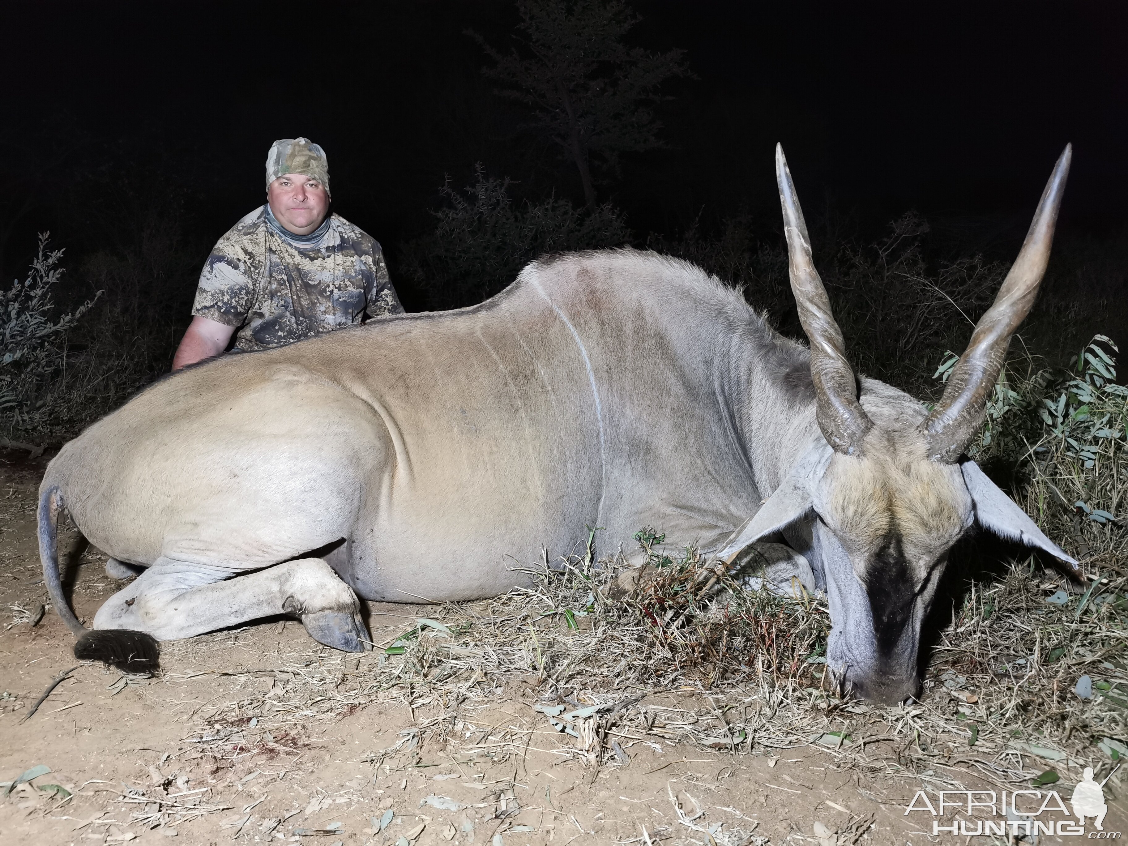 Eland Hunt Limpopo South Africa