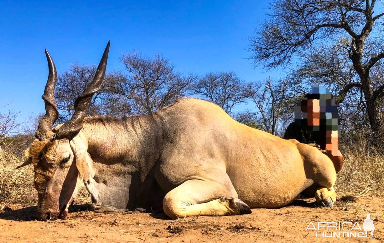 Eland Hunt Limpopo South Africa