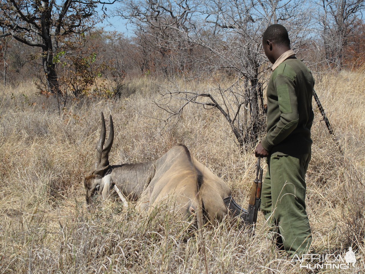 Eland Hunt Matetsi Zimbabwe