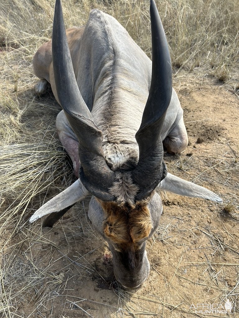 Eland Hunt Namibia