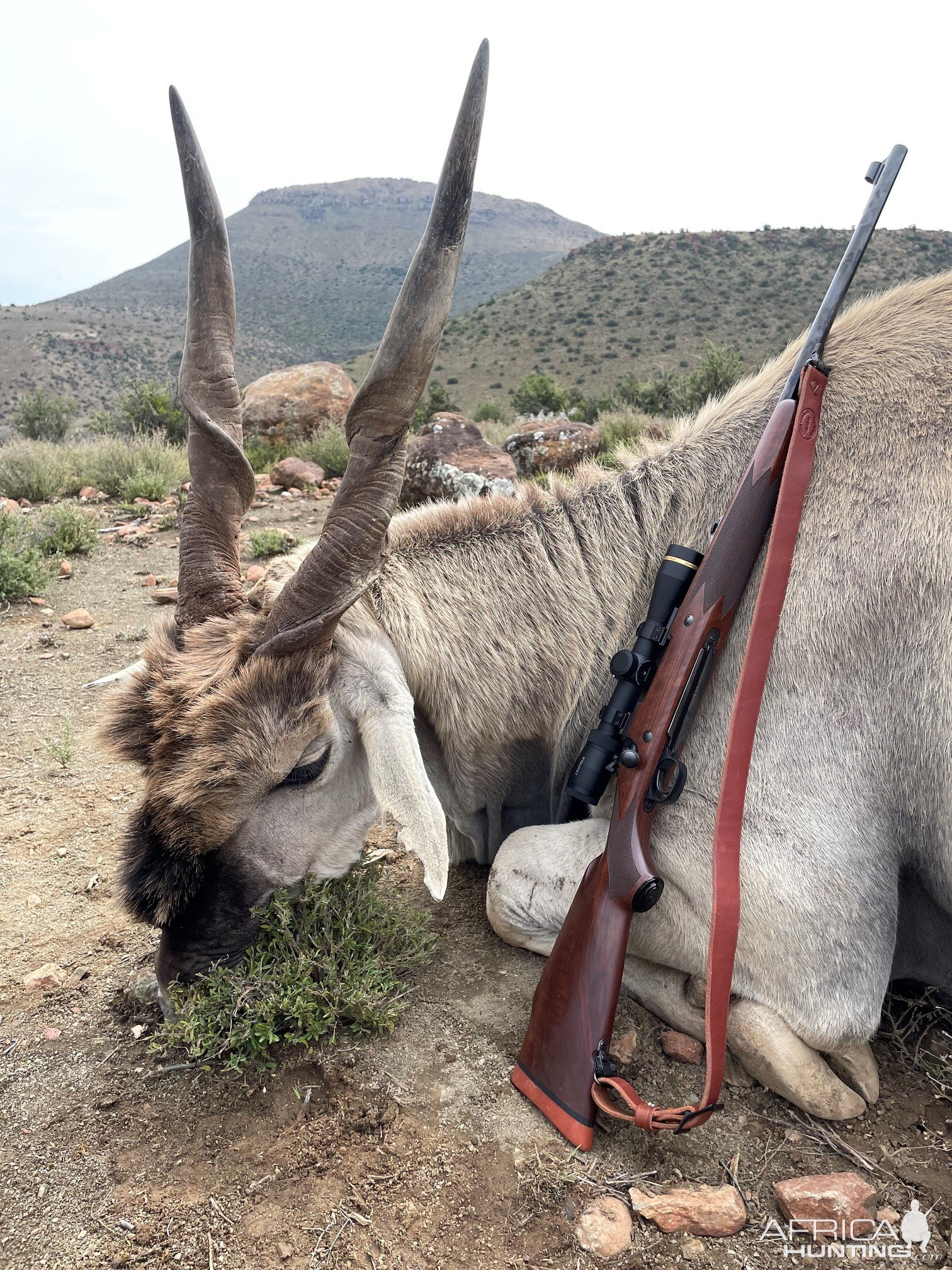 Eland Hunt South Africa