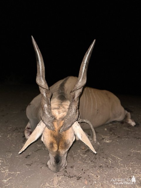 Eland Hunt South Africa