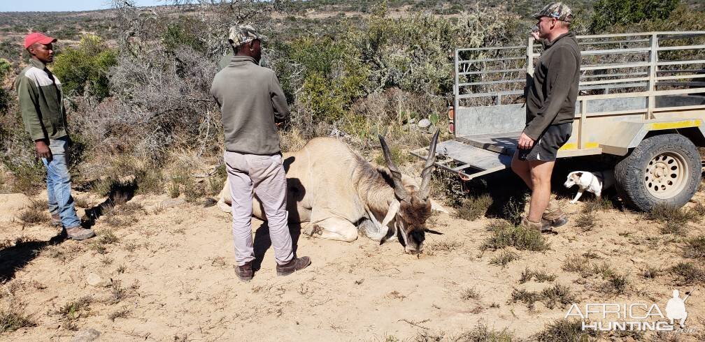 Eland Hunt South Africa