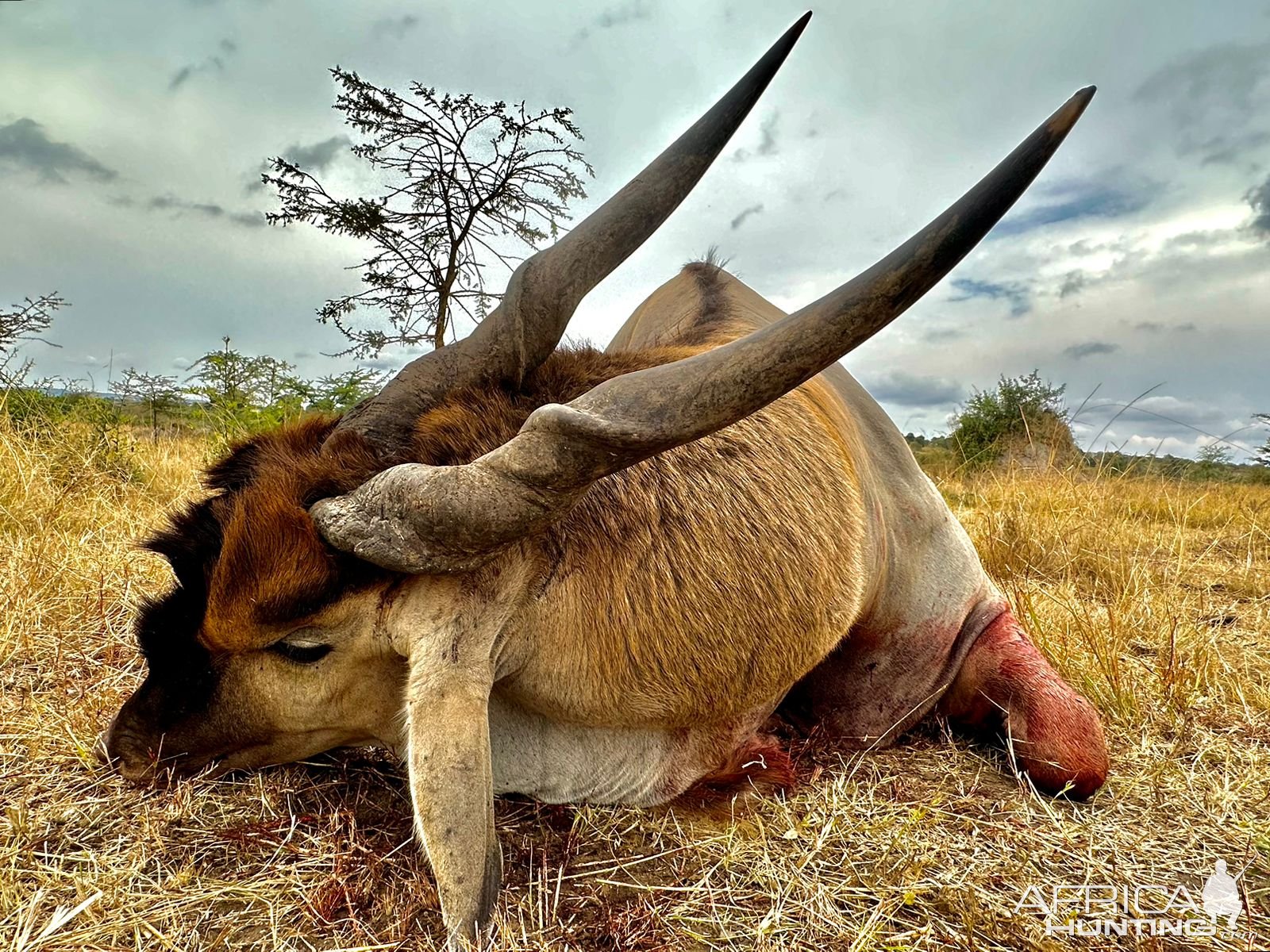 Eland Hunt Uganda