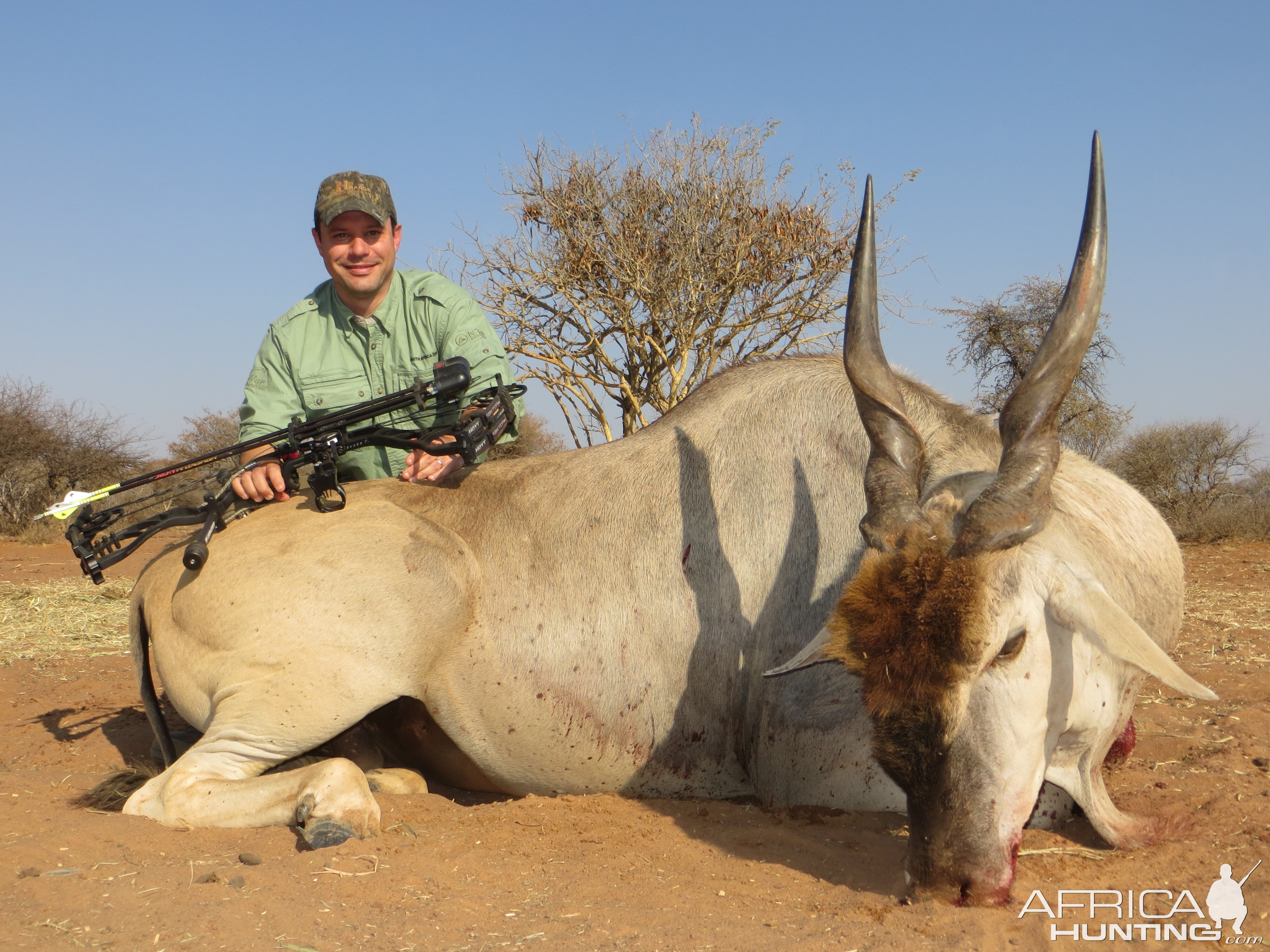 Eland hunted at Limcroma Safaris