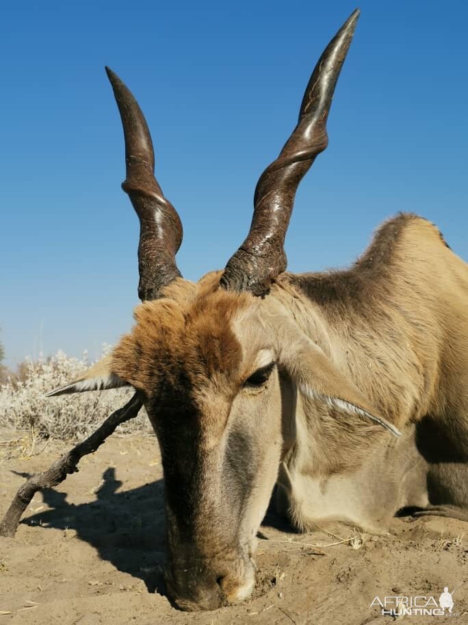 Eland Hunting Botswana