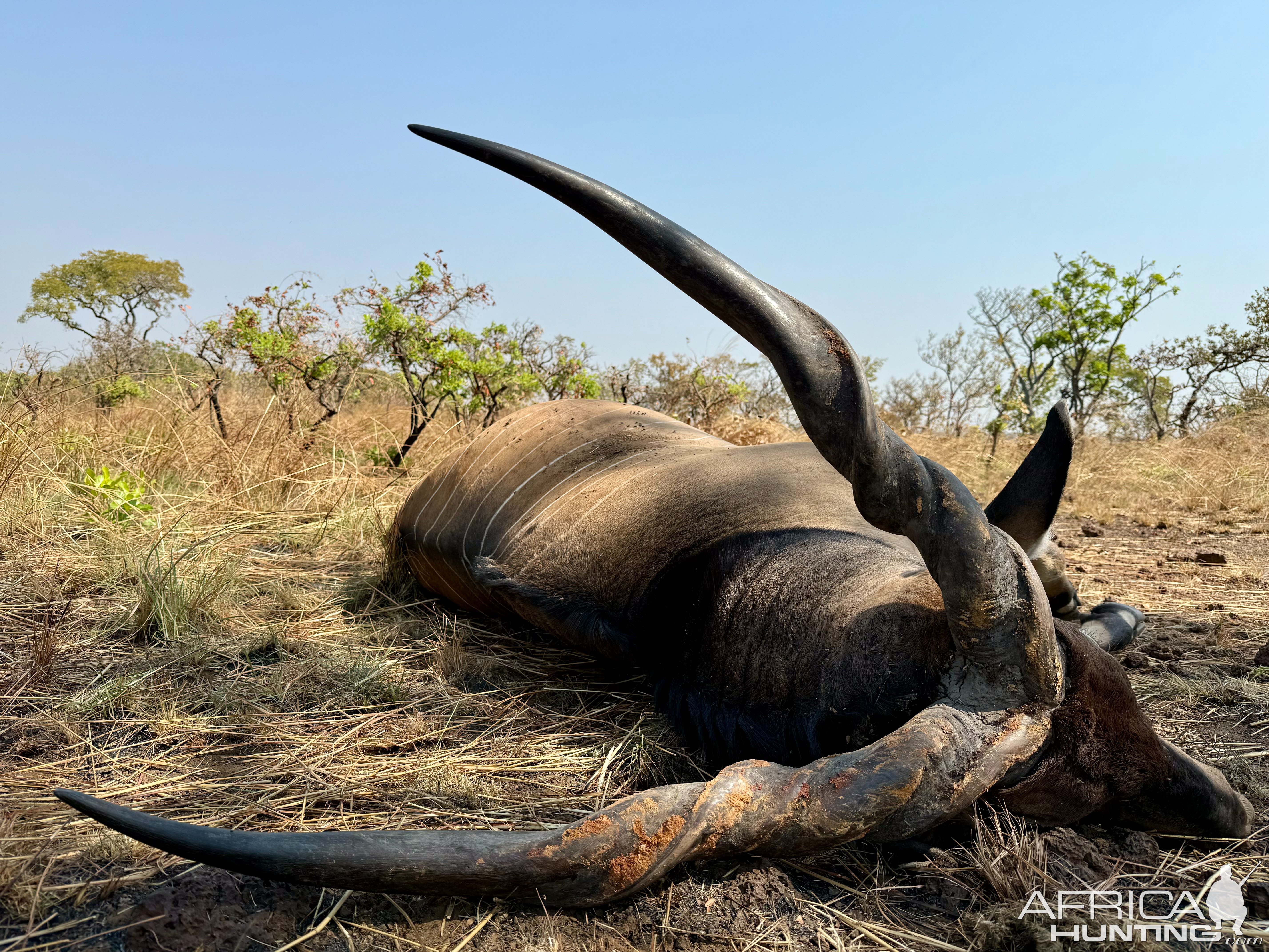 Eland Hunting Cameroon