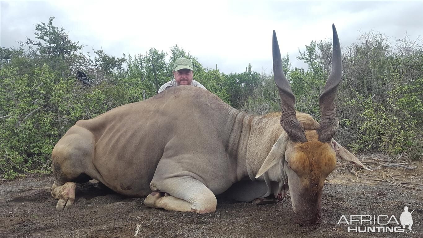 Eland Hunting in South Africa