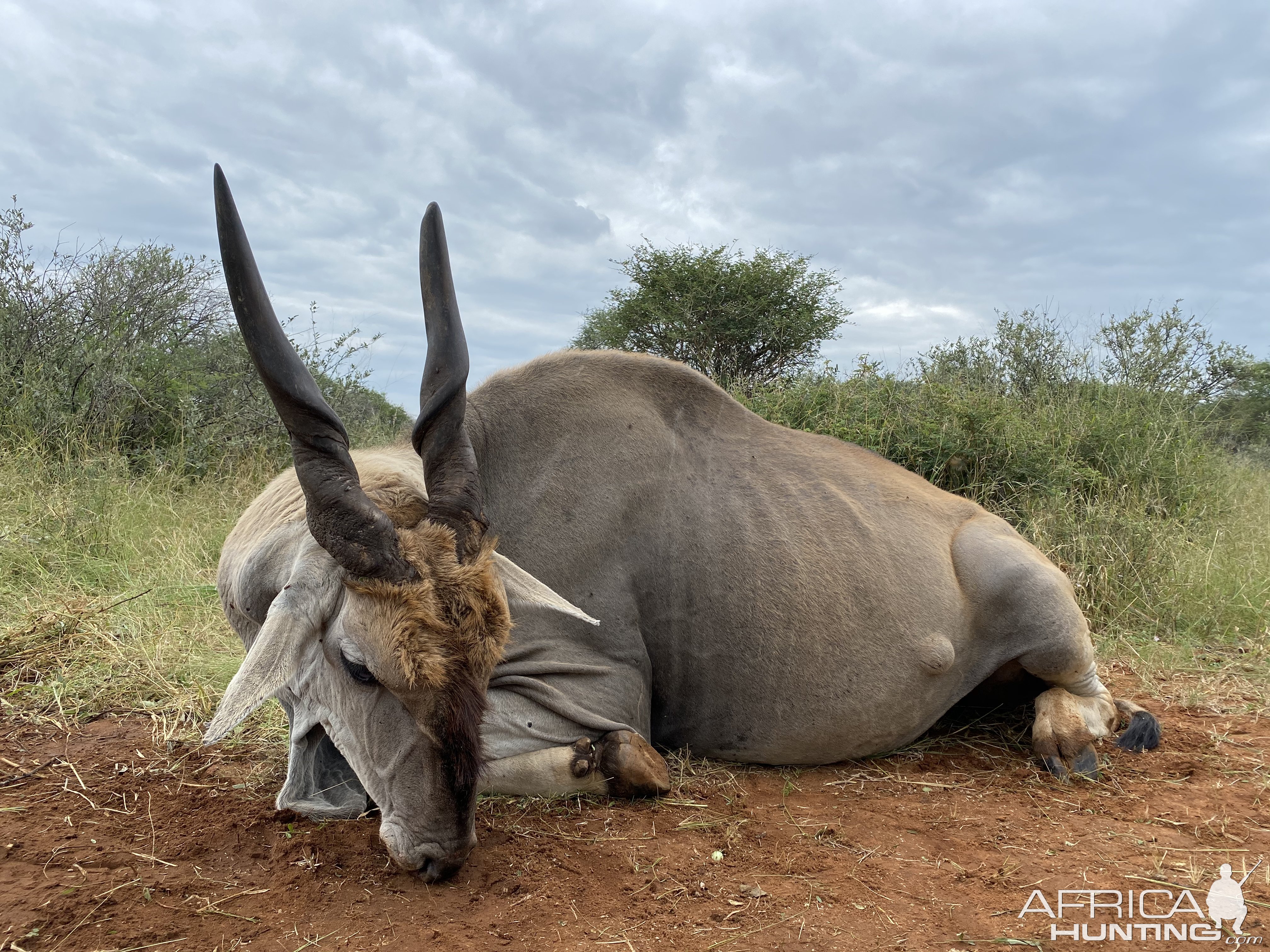 Eland Hunting Limpopo South Africa