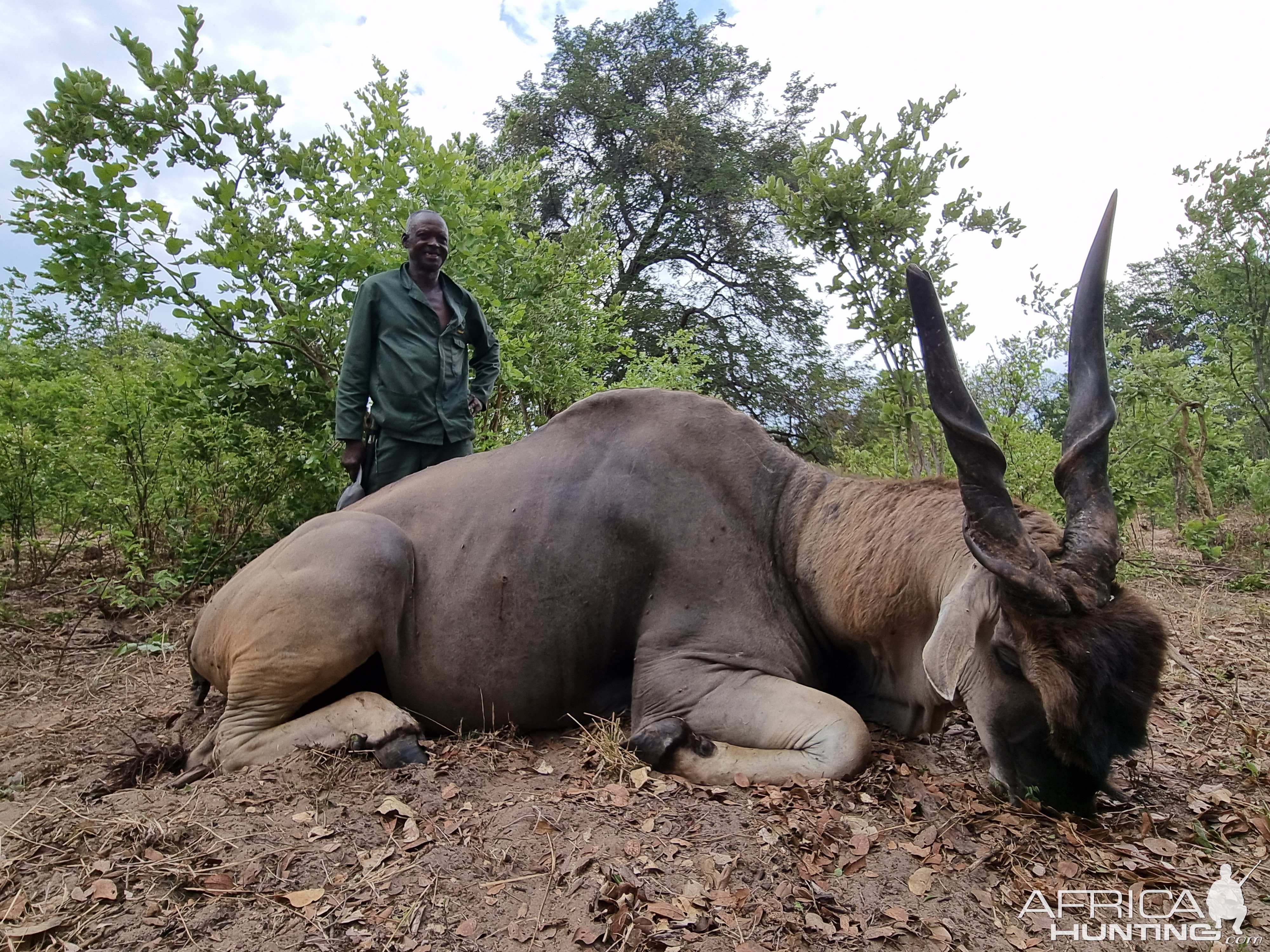 Eland Hunting Namibia