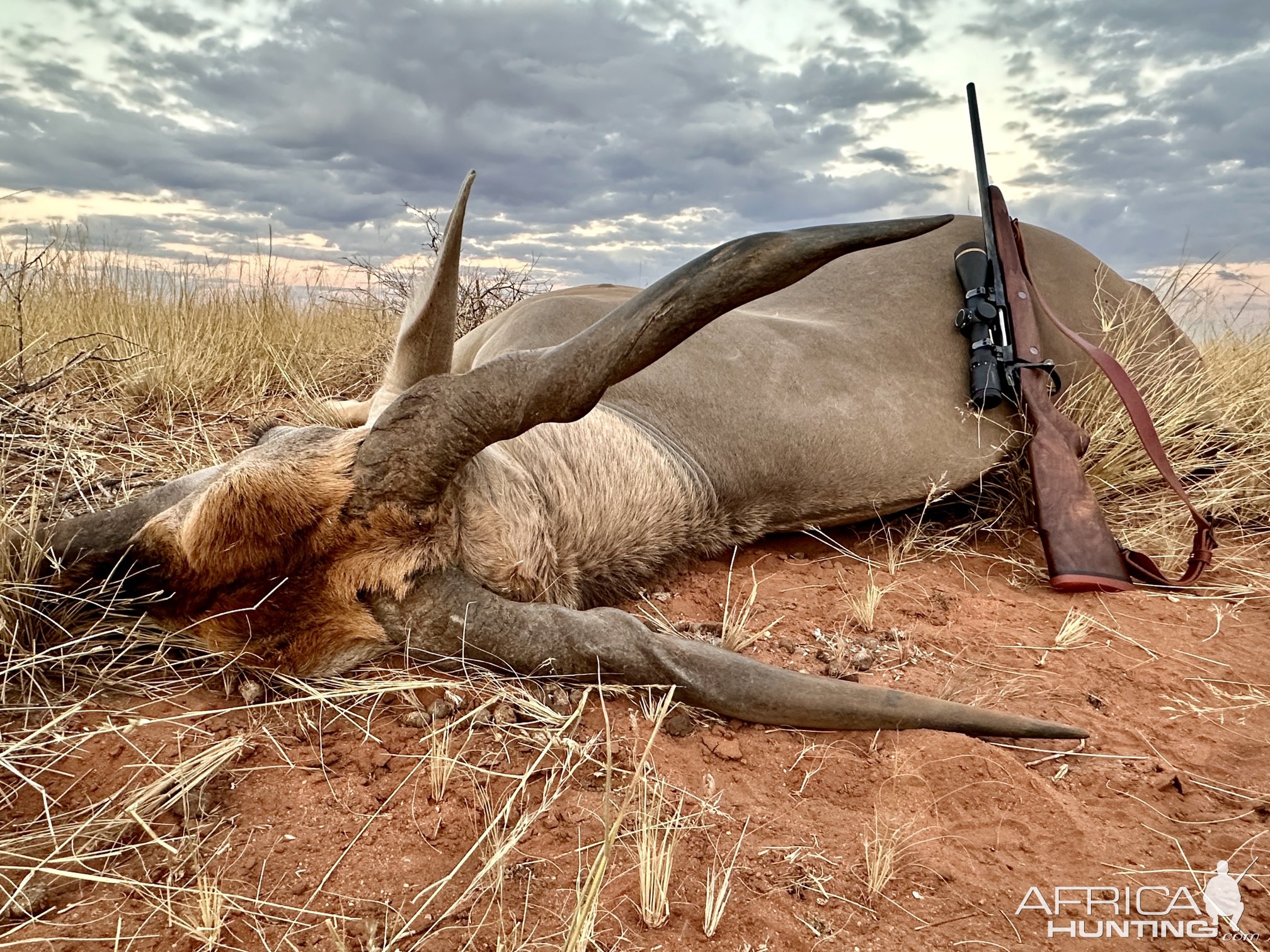 Eland Hunting Namibia