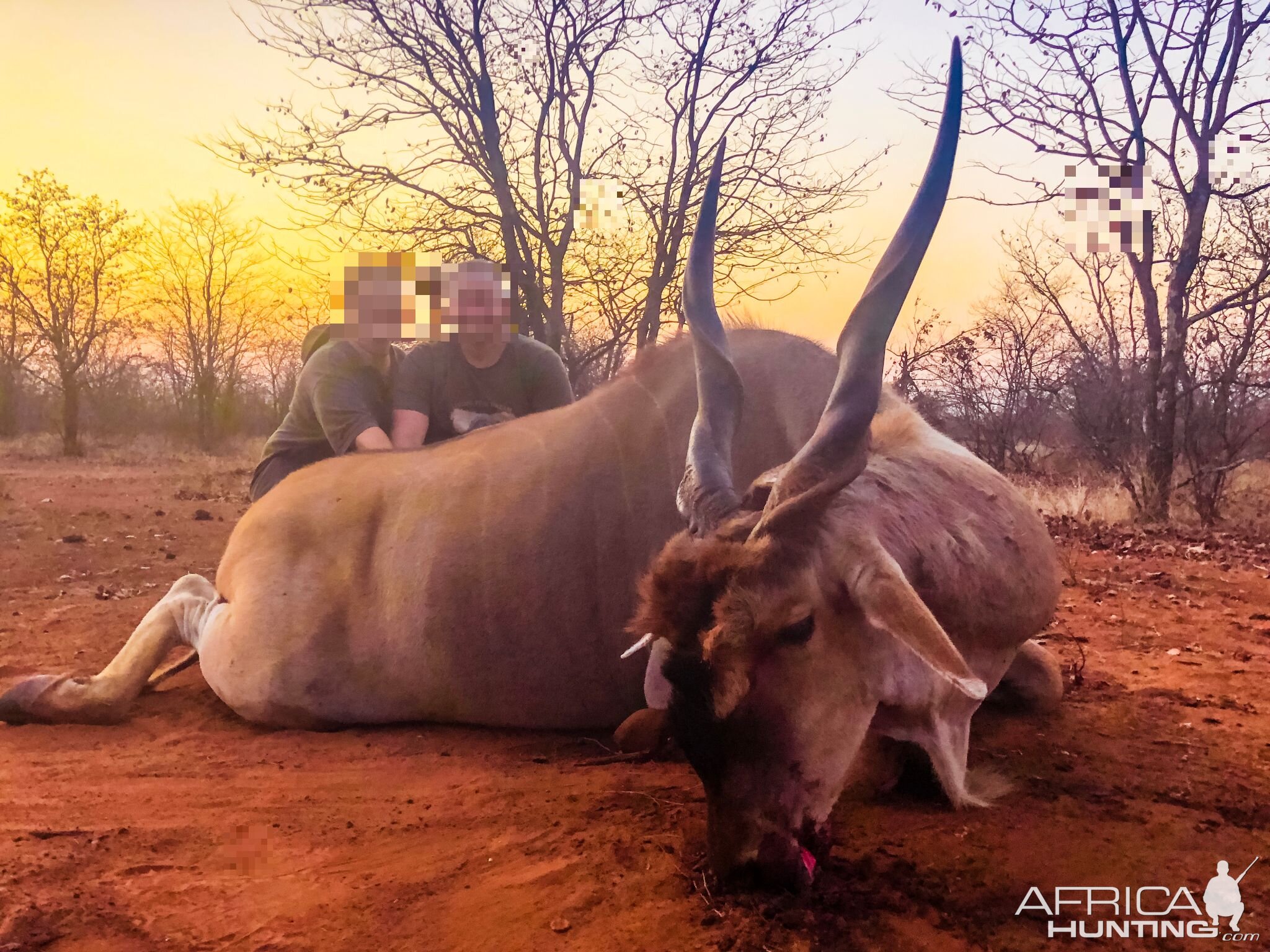 Eland Hunting Namibia