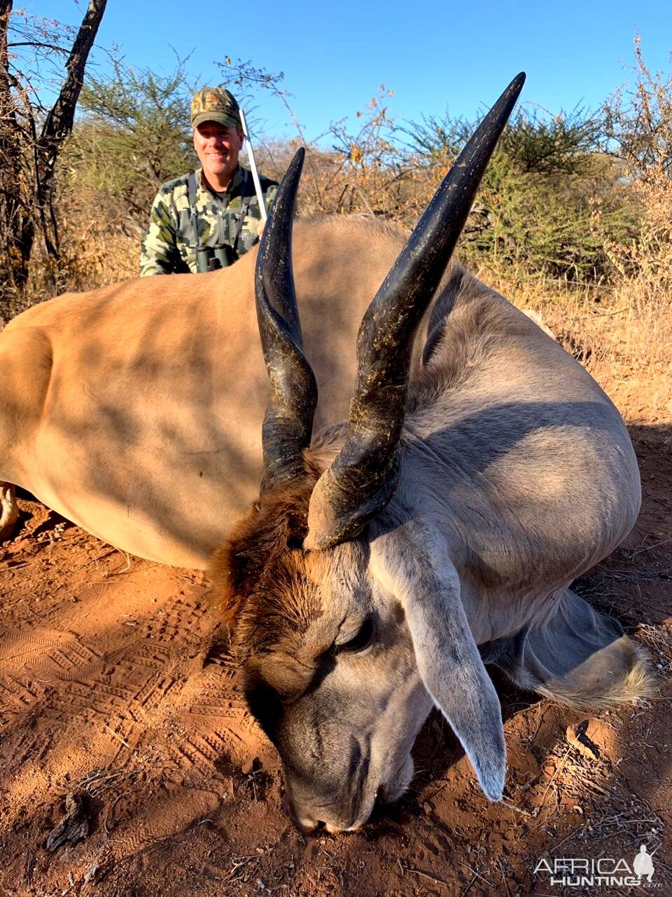 Eland Hunting South Africa