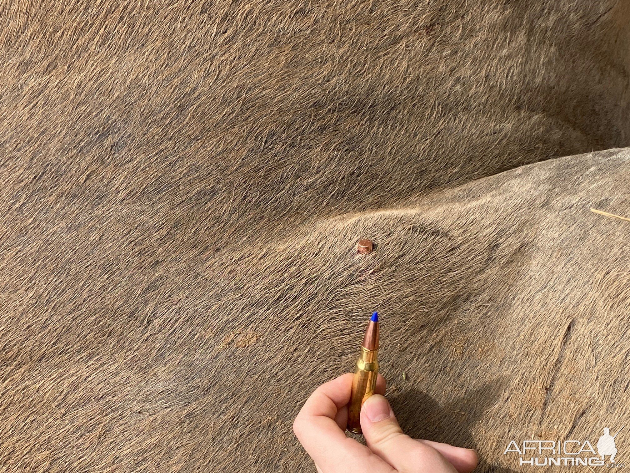 Eland Hunting South Africa