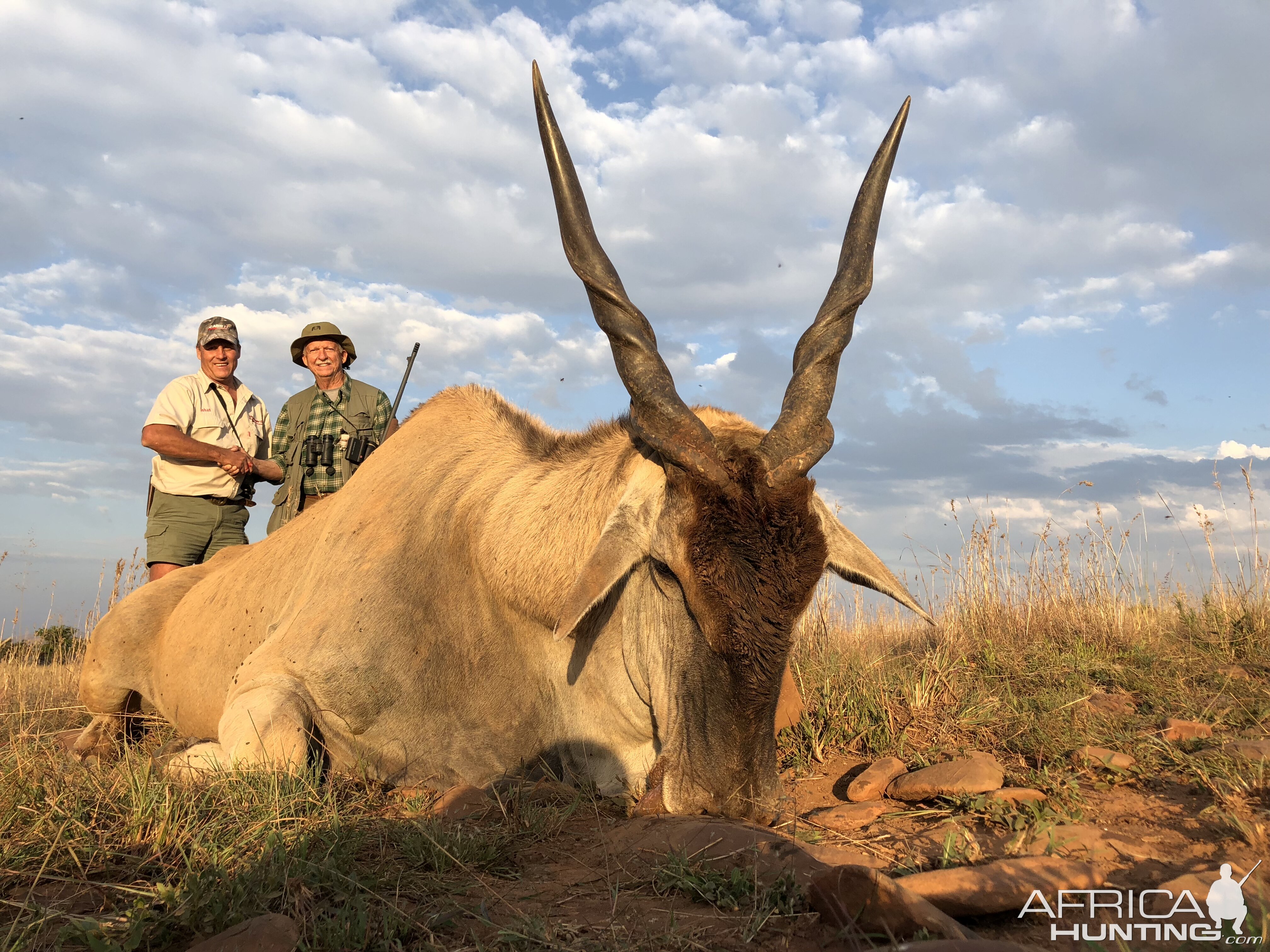 Eland Hunting South Africa | AfricaHunting.com