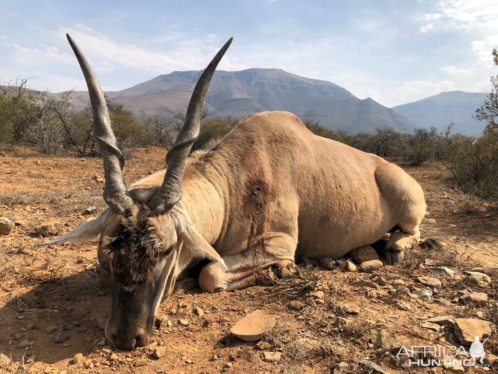 Eland Hunting South Africa