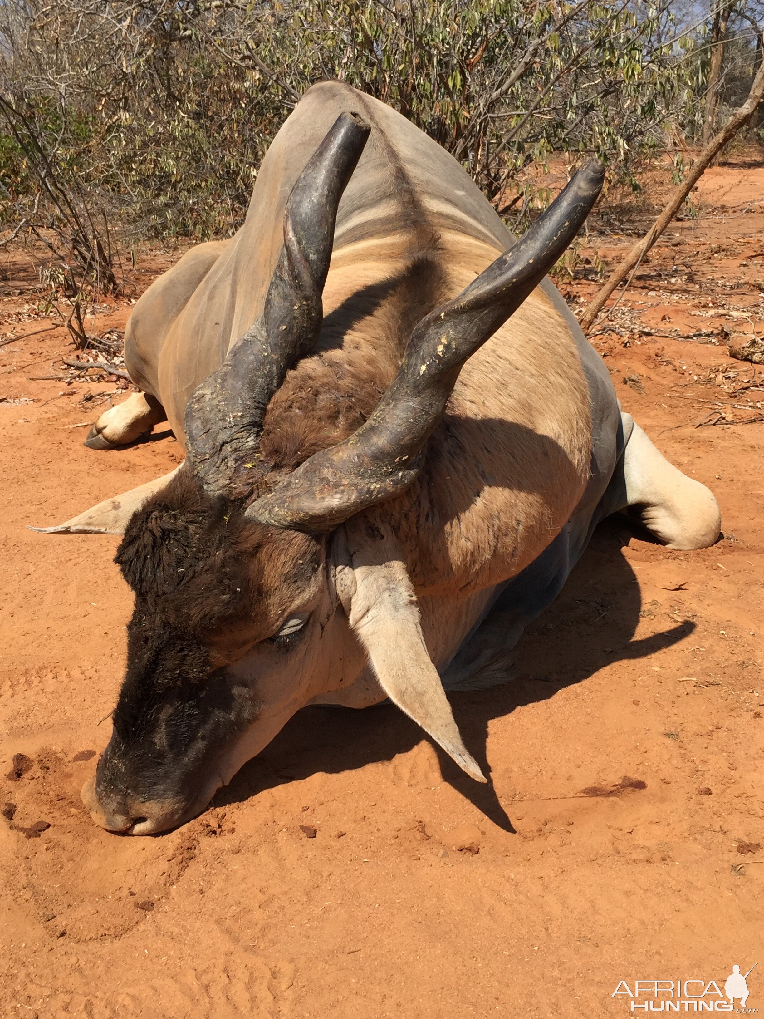 Eland Hunting