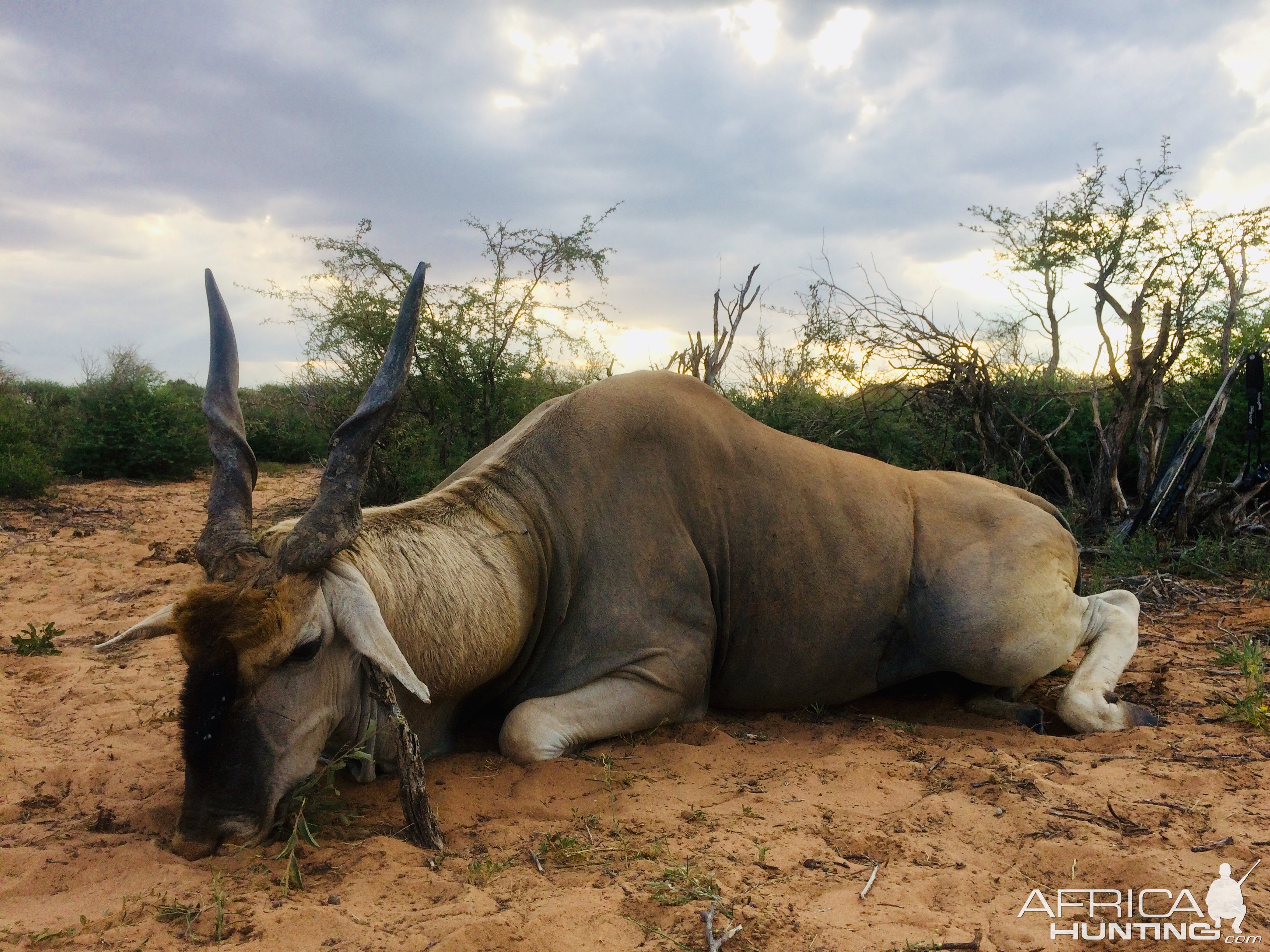 Eland Hunting