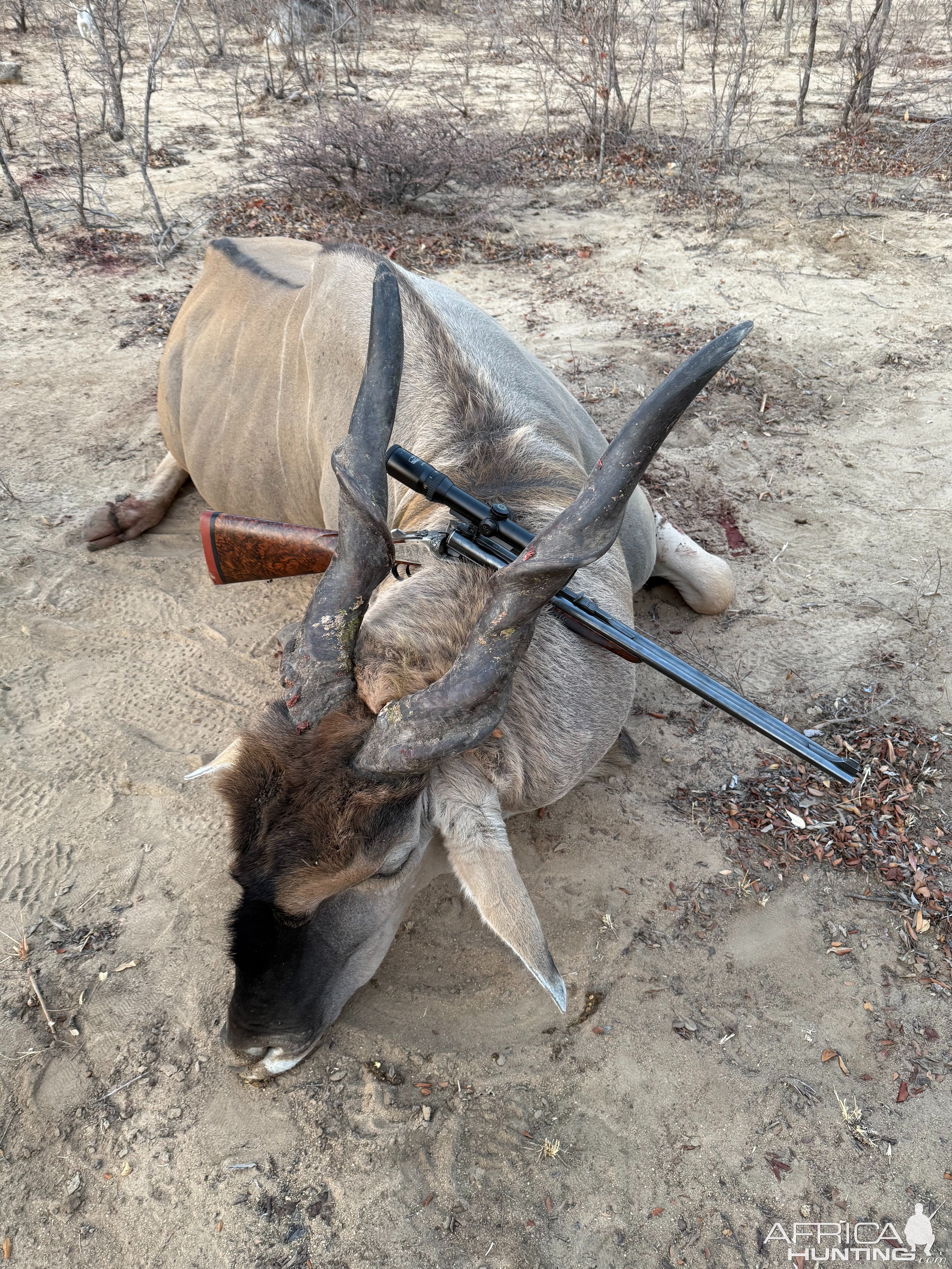 Eland Hunting