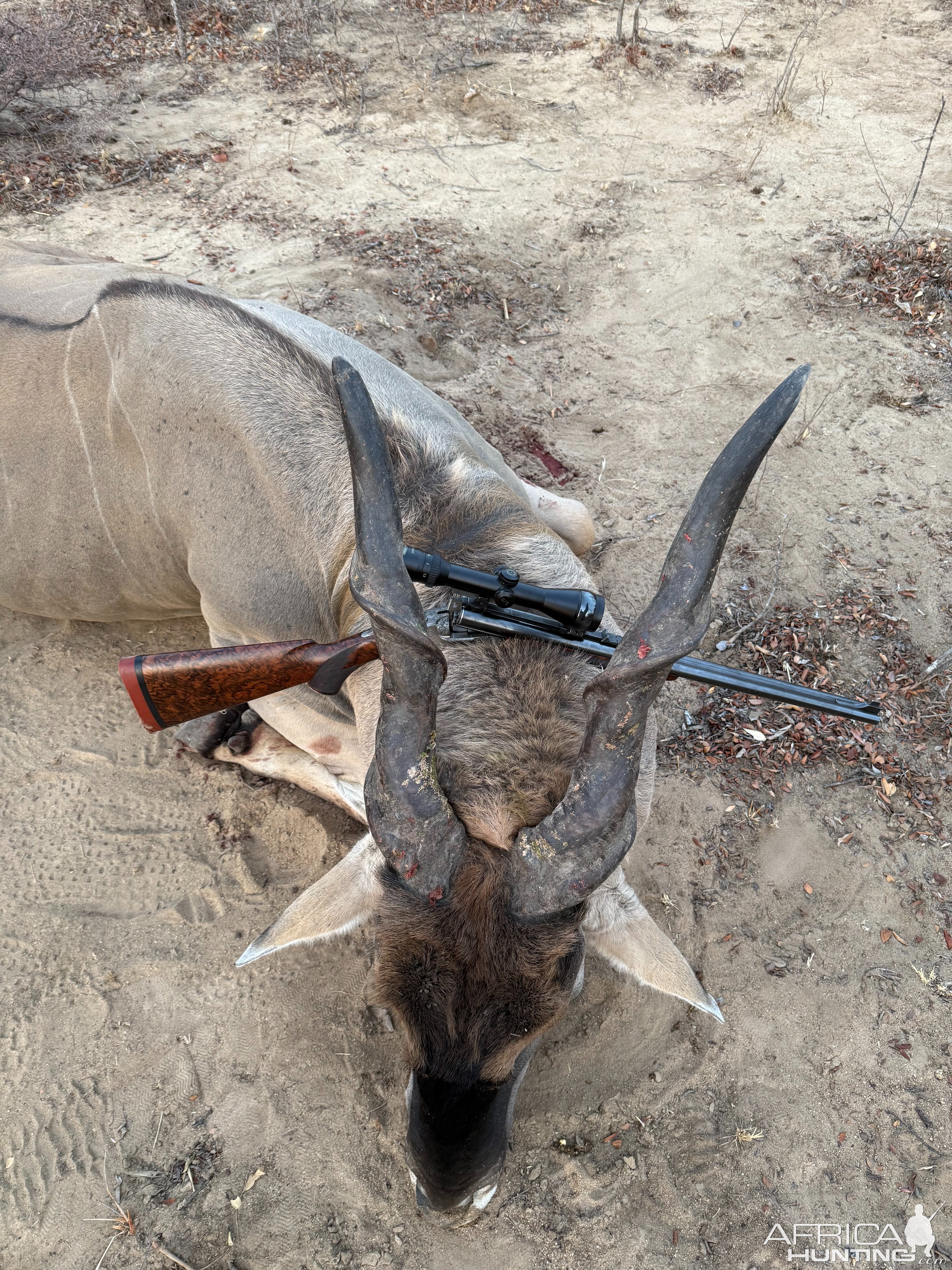 Eland Hunting