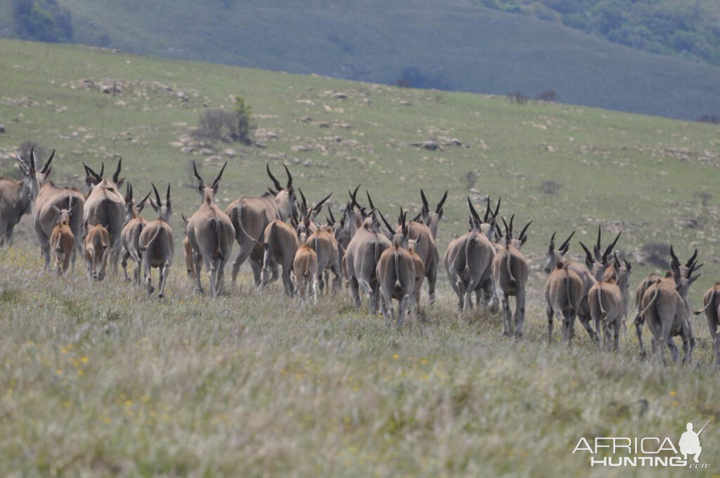 Eland in South Africa