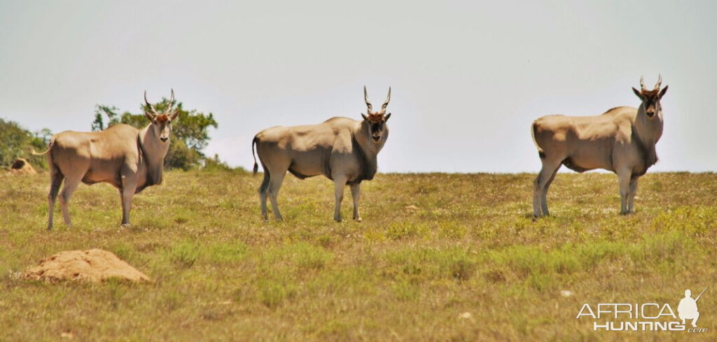 Eland in South Africa