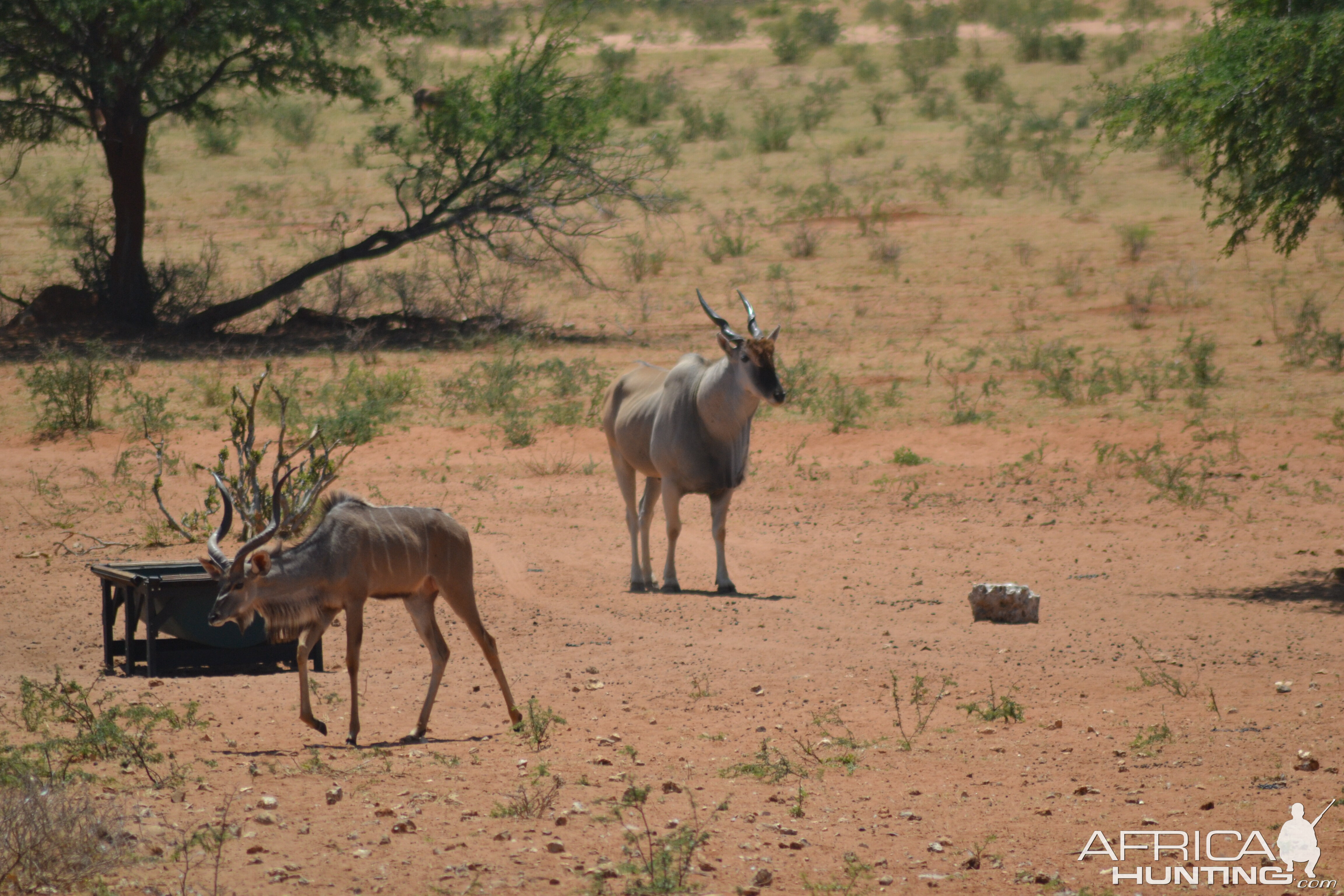 Eland & Kudu bull Namibia