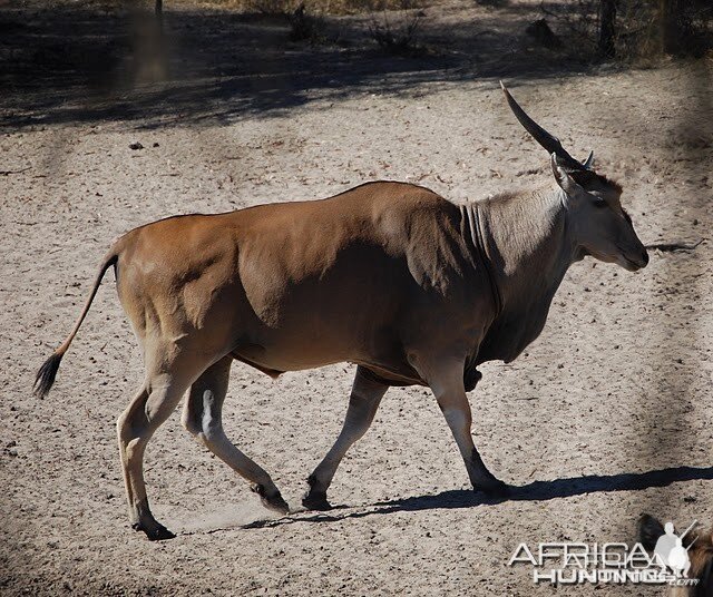 Eland Namibia