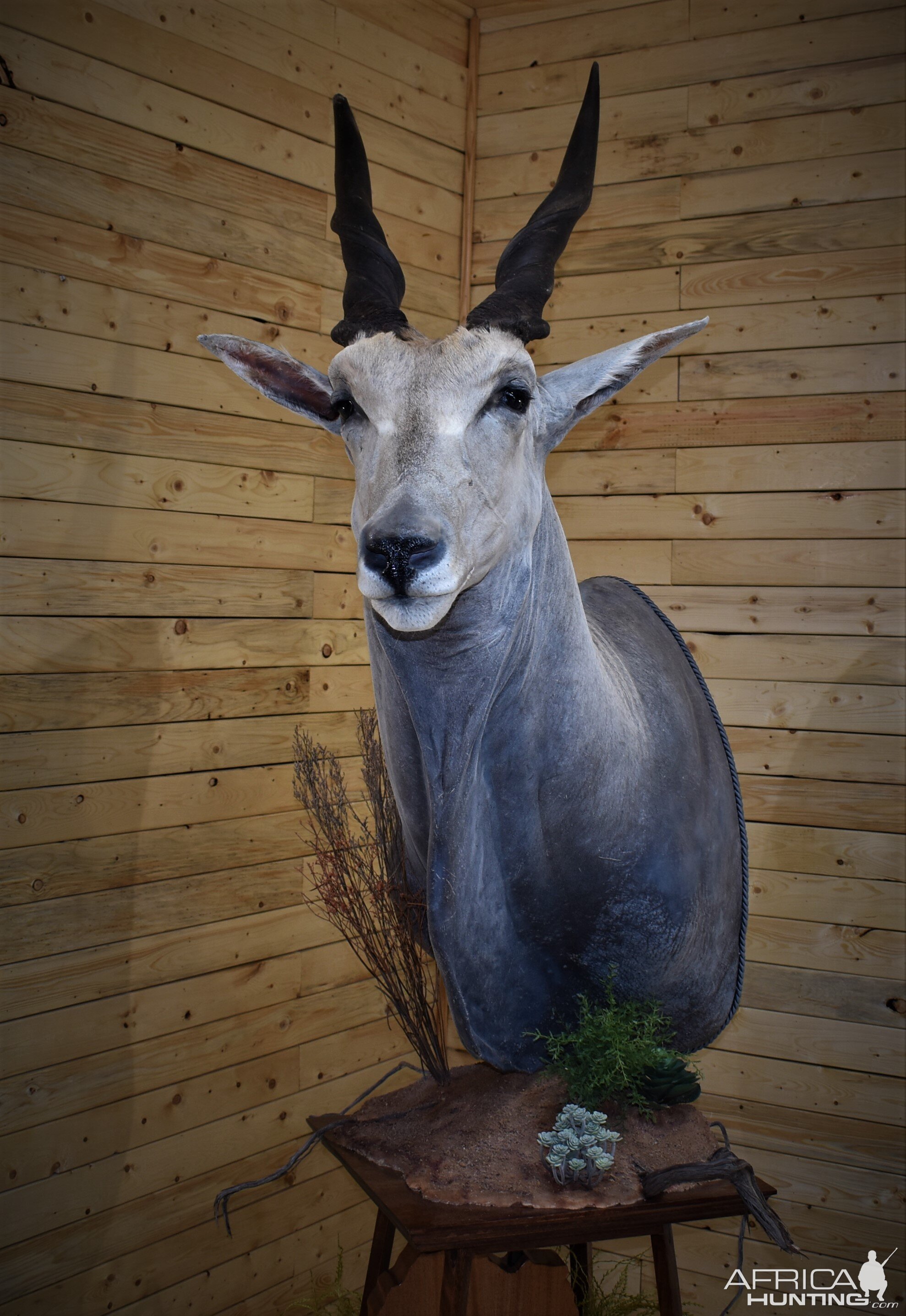 Eland Pedestal Mount Taxidermy