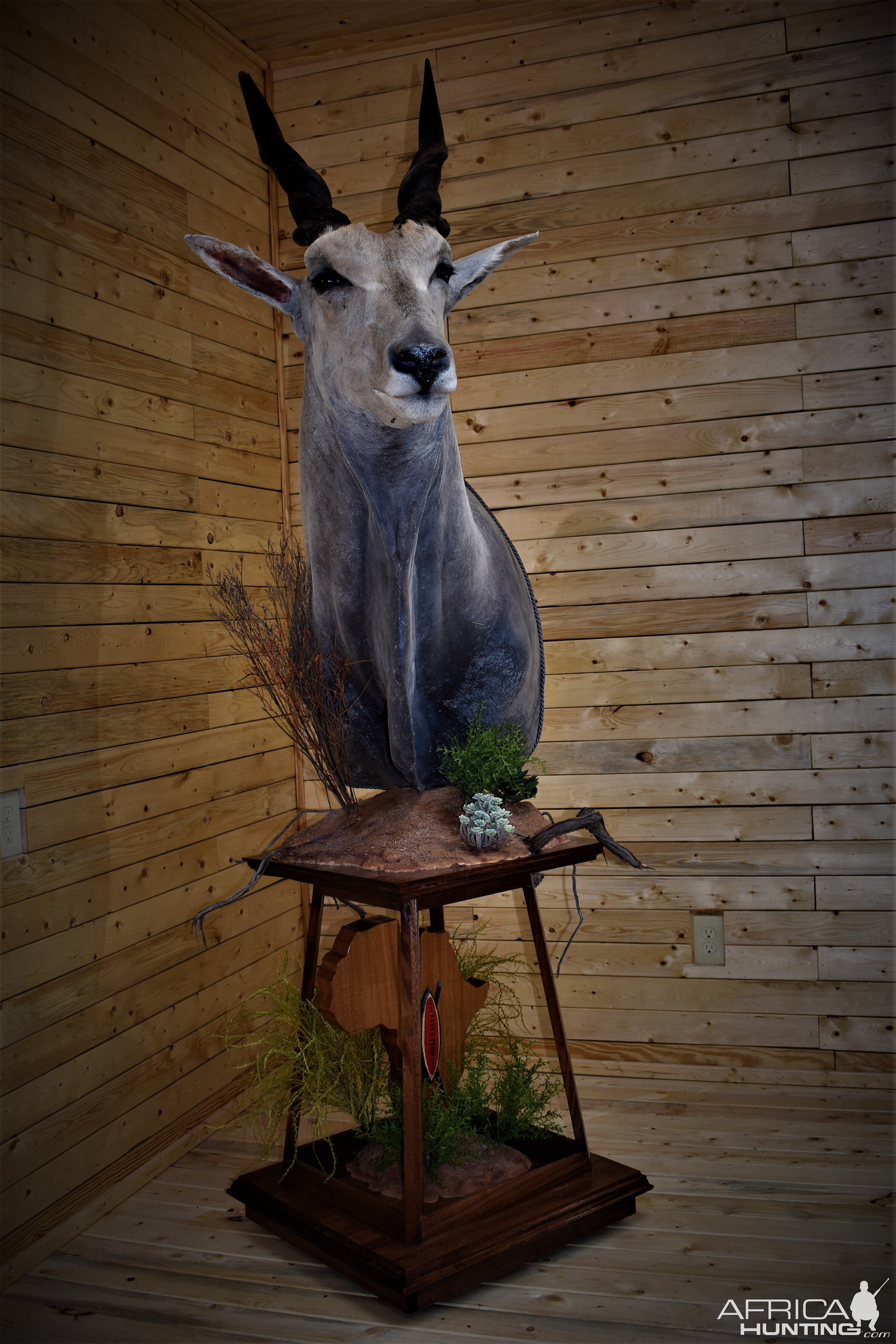 Eland Pedestal Mount Taxidermy