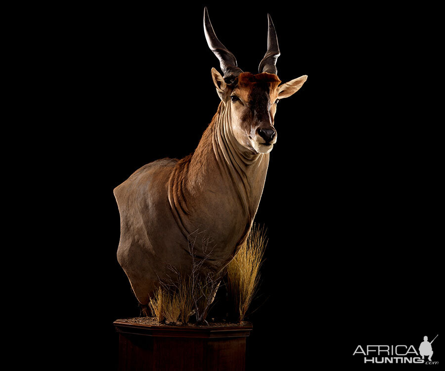 Eland Pedestal Mount Taxidermy