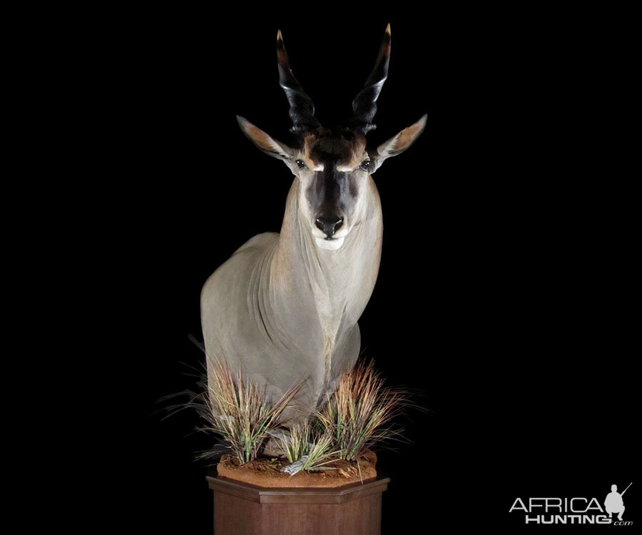 Eland Pedestal Mount Taxidermy