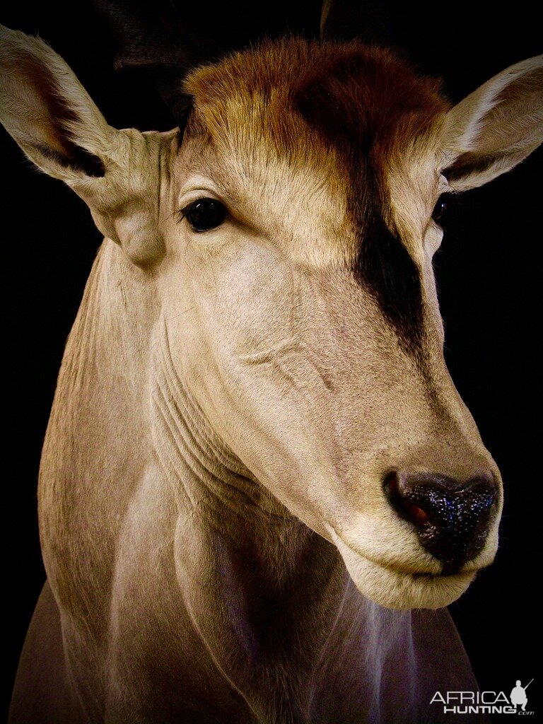 Eland Pedestal Taxidermy