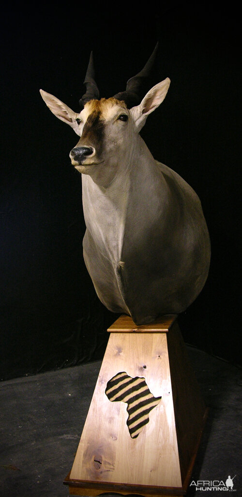 Eland Shoulder Mount Pedestal Taxidermy