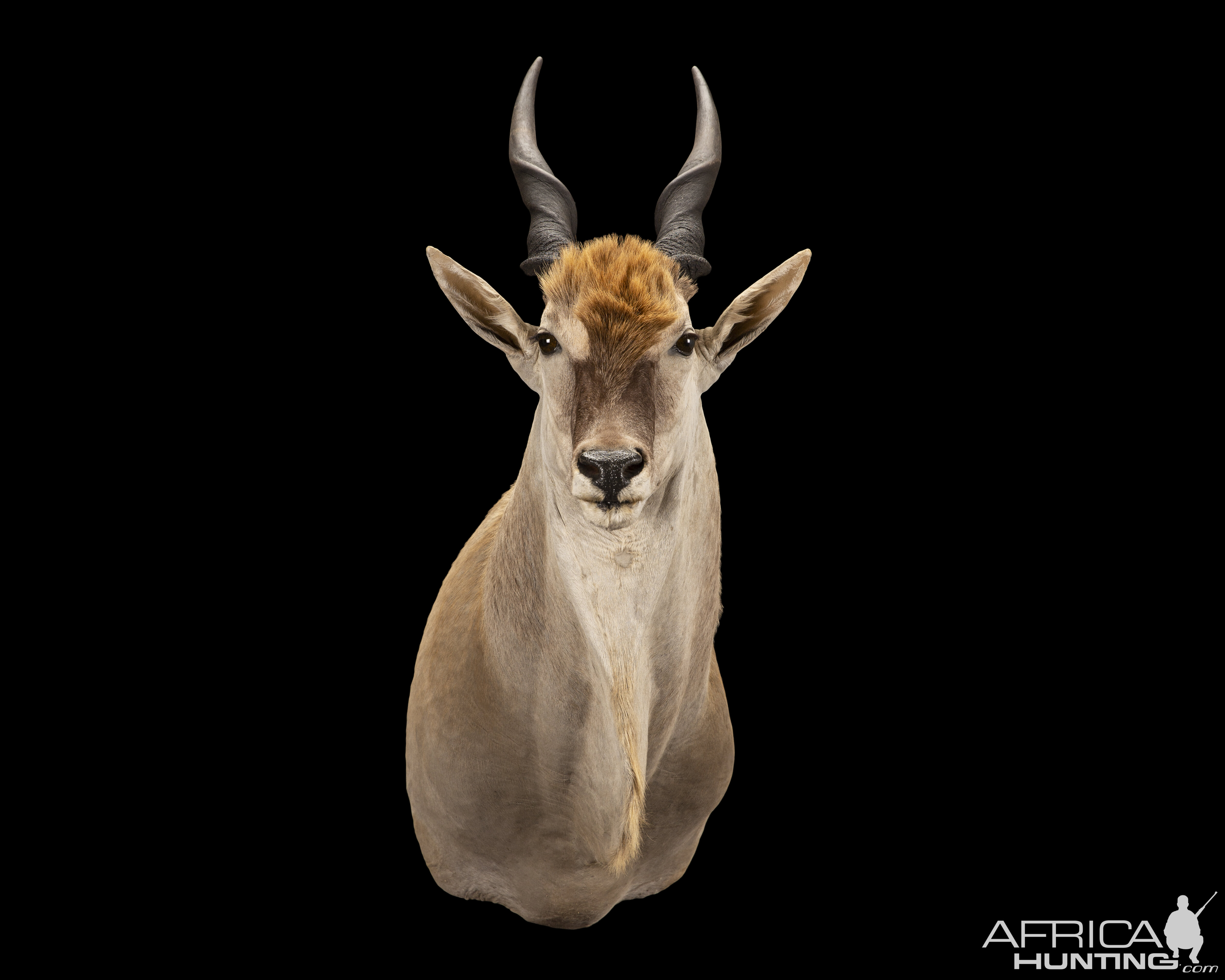 Eland Shoulder Mount Taxidermy | AfricaHunting.com