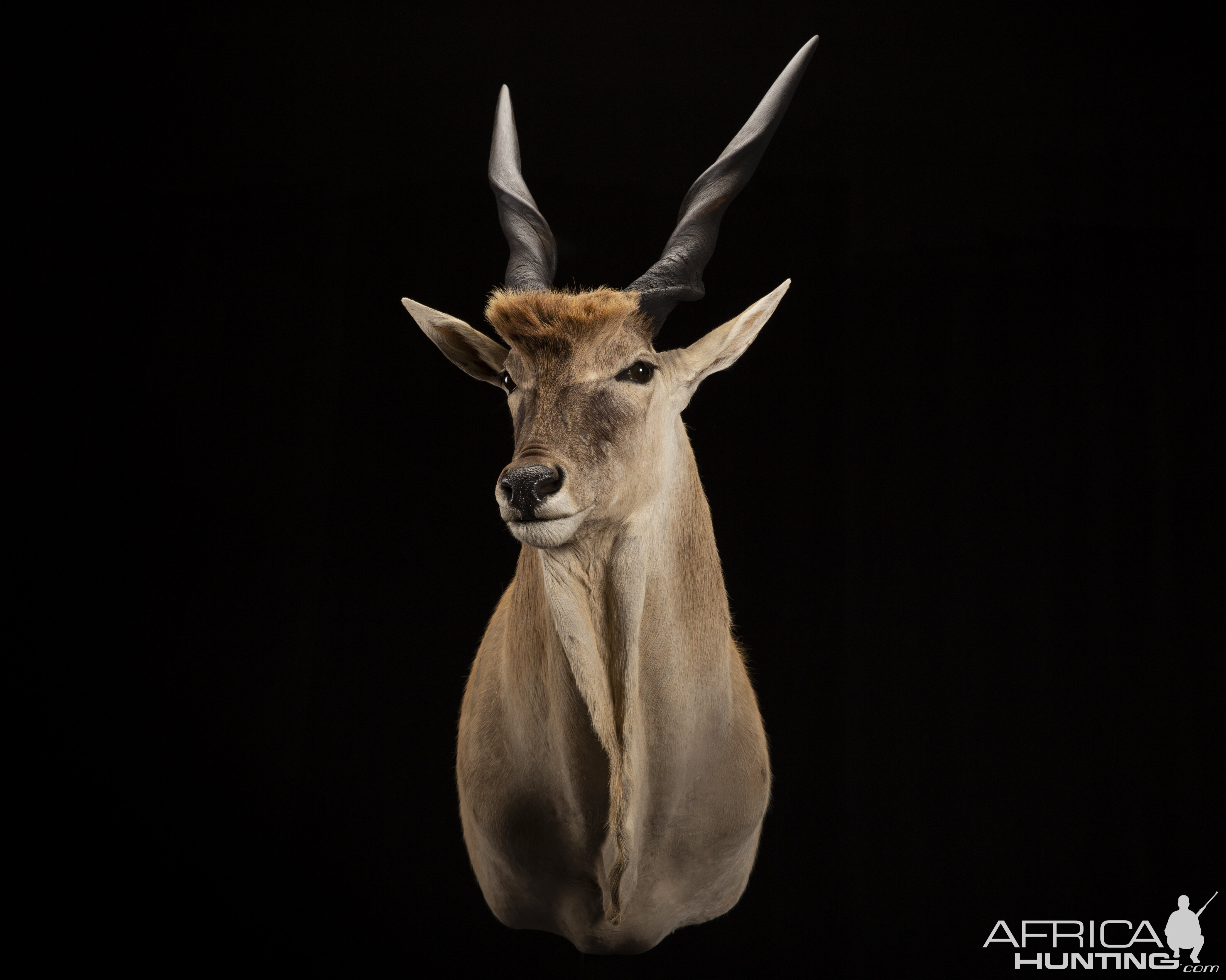 Eland Shoulder Mount Taxidermy 