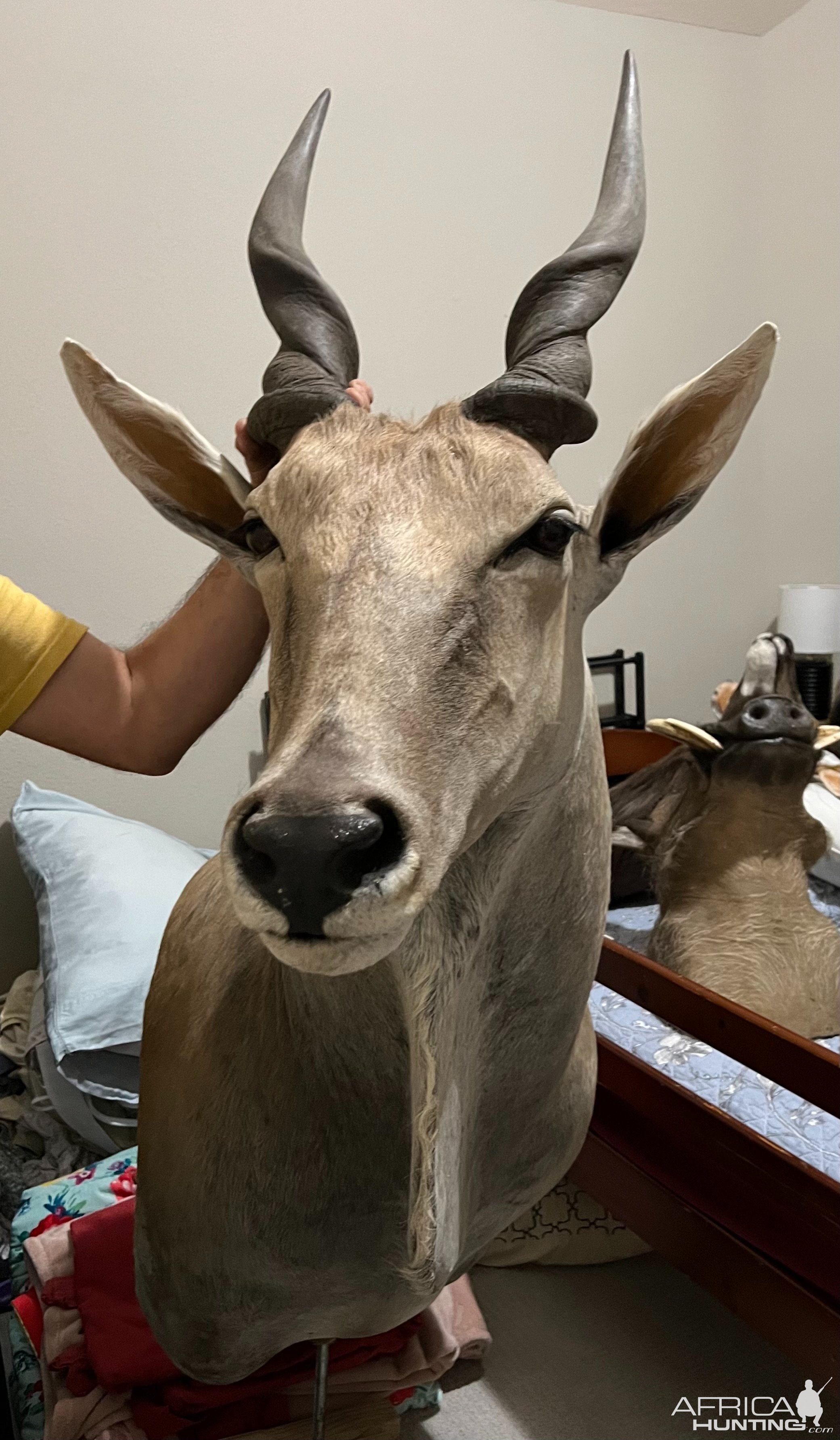 Eland Shoulder Mount Taxidermy