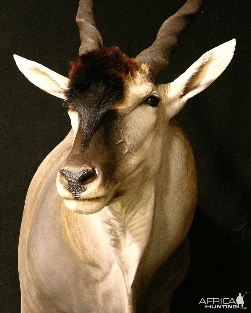 Eland Shoulder Mount Taxidermy