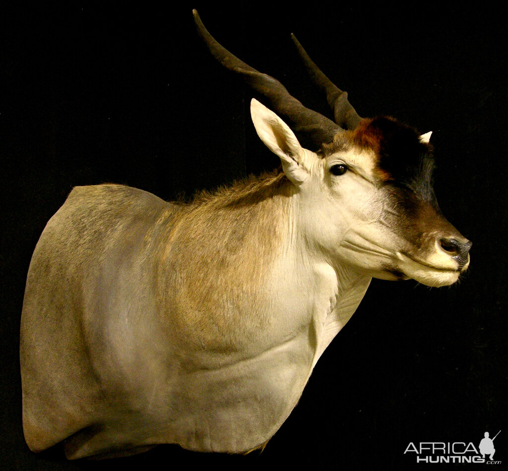 Eland Shoulder Mount Taxidermy