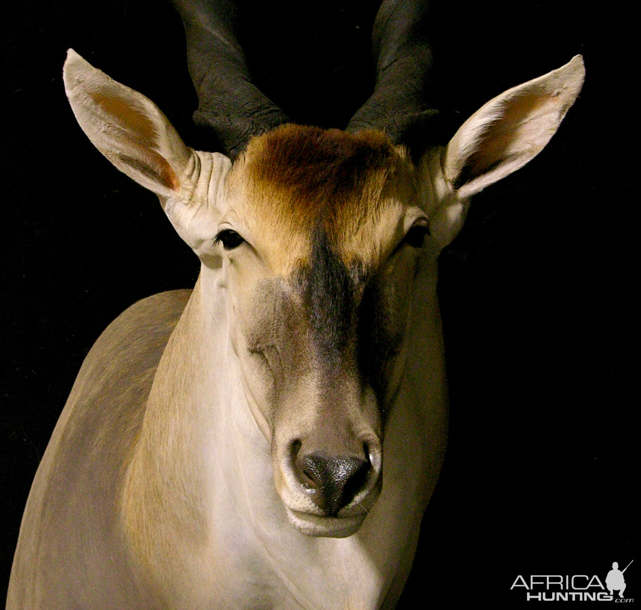 Eland Shoulder Mount Taxidermy