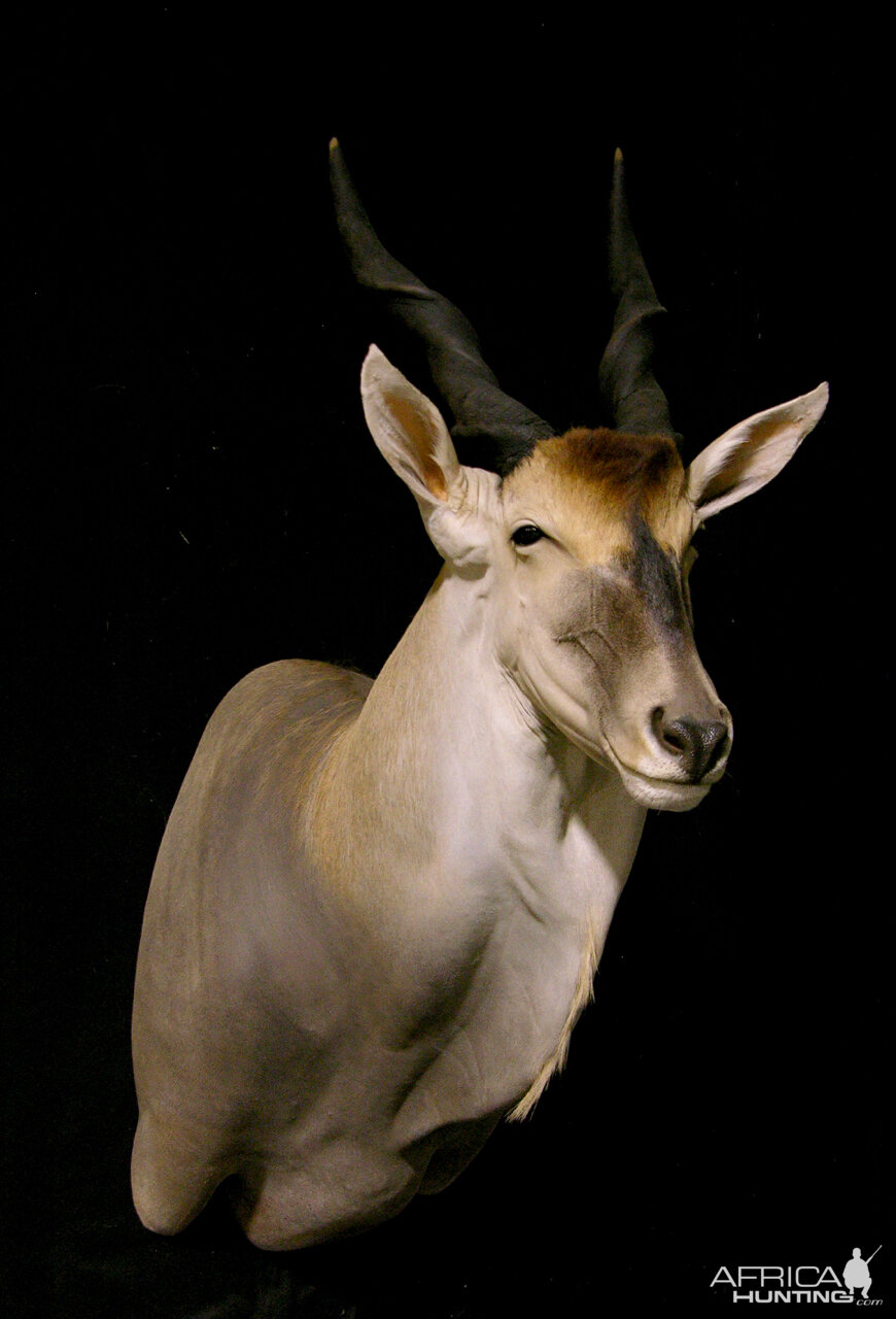 Eland Shoulder Mount Taxidermy