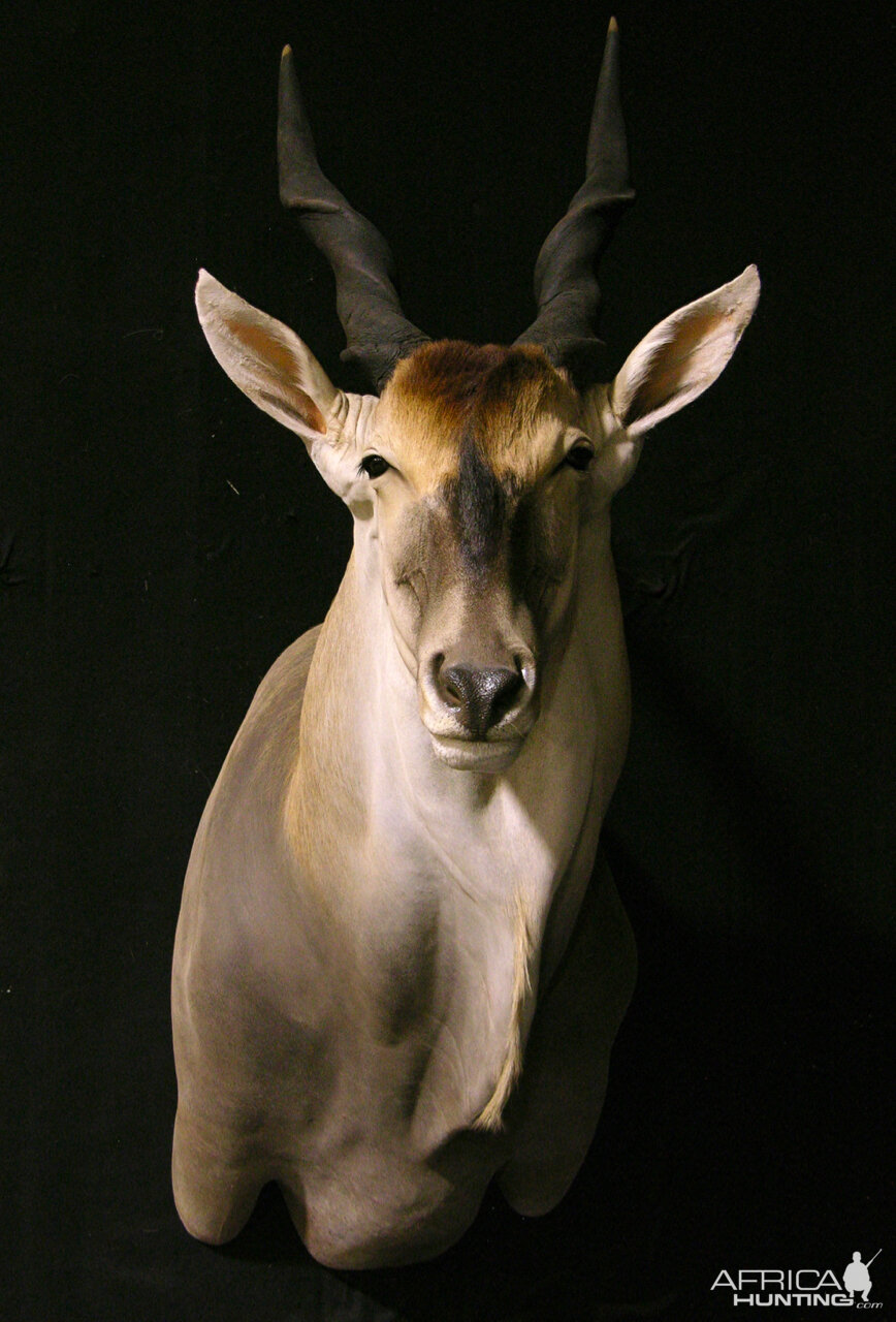 Eland Shoulder Mount Taxidermy