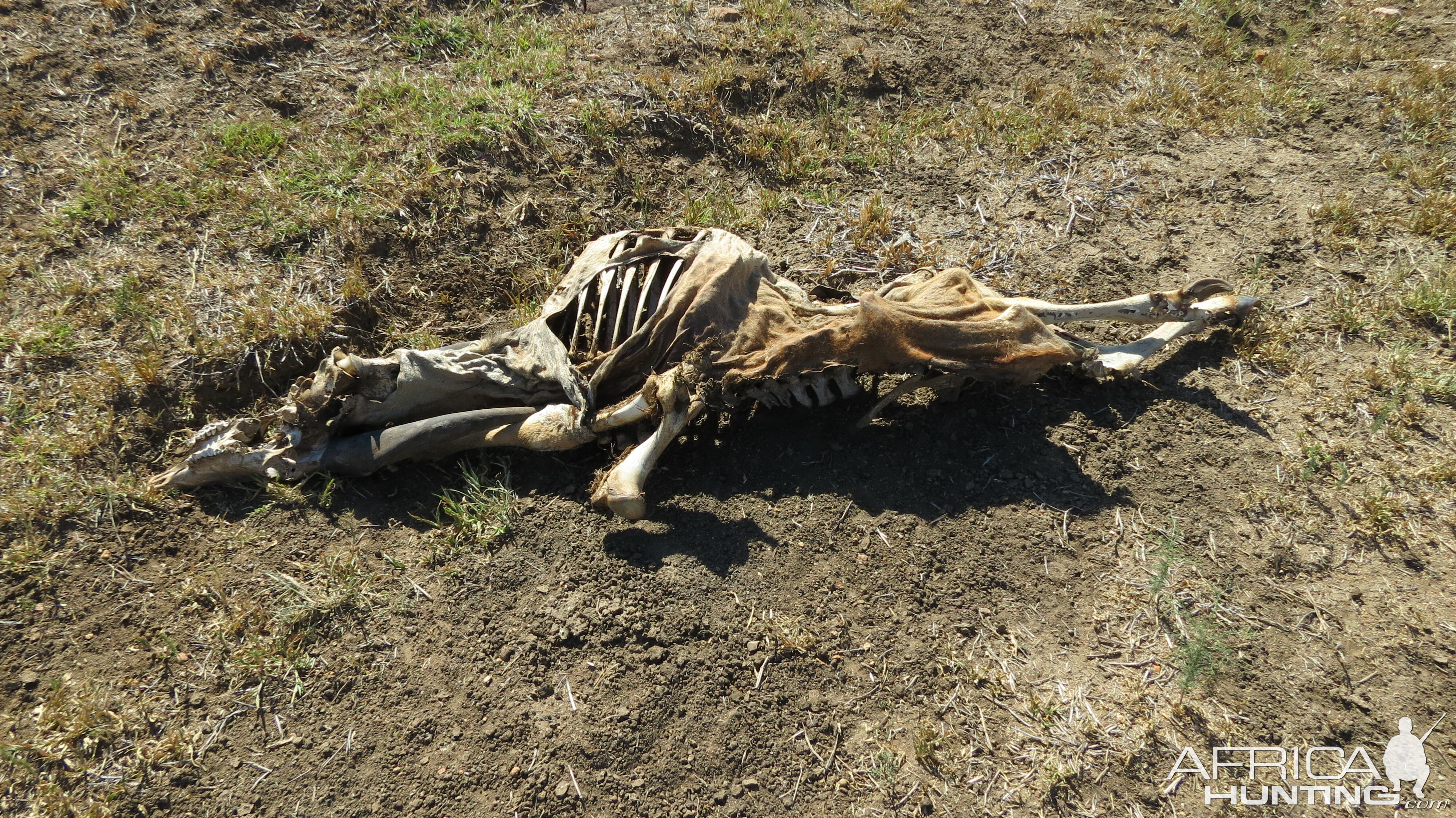 Eland skeleton Namibia