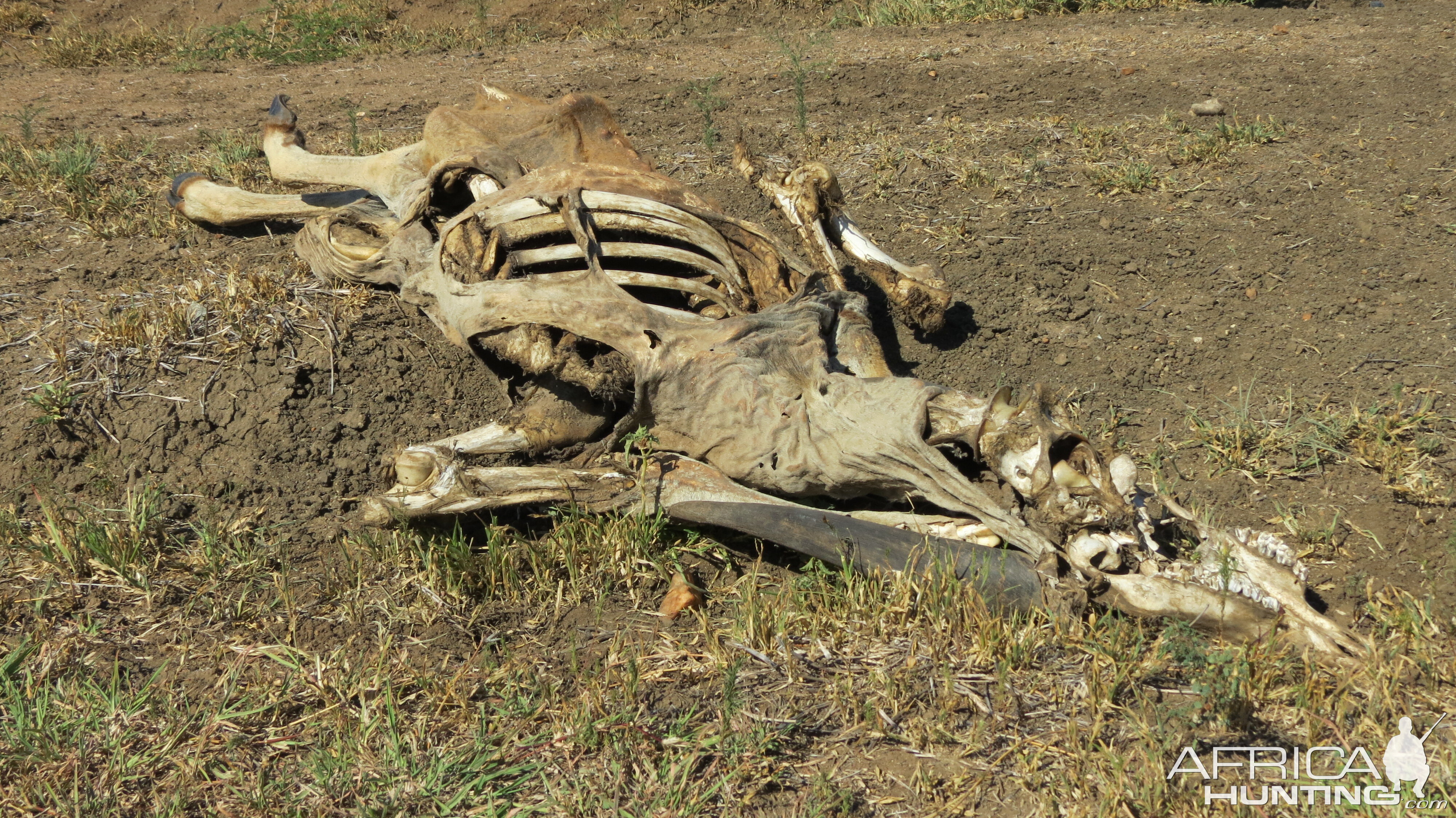 Eland skeleton Namibia