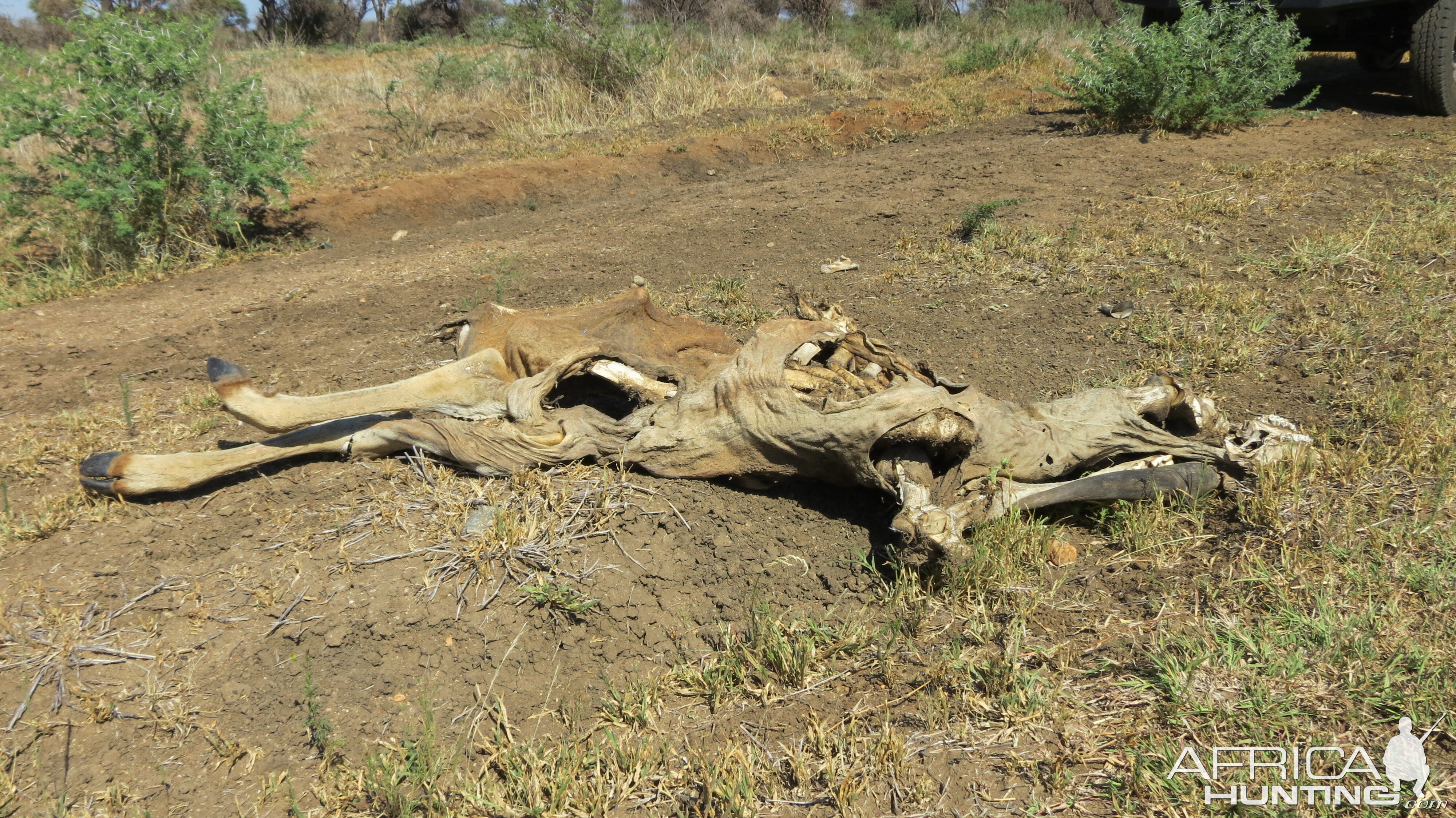 Eland skeleton Namibia