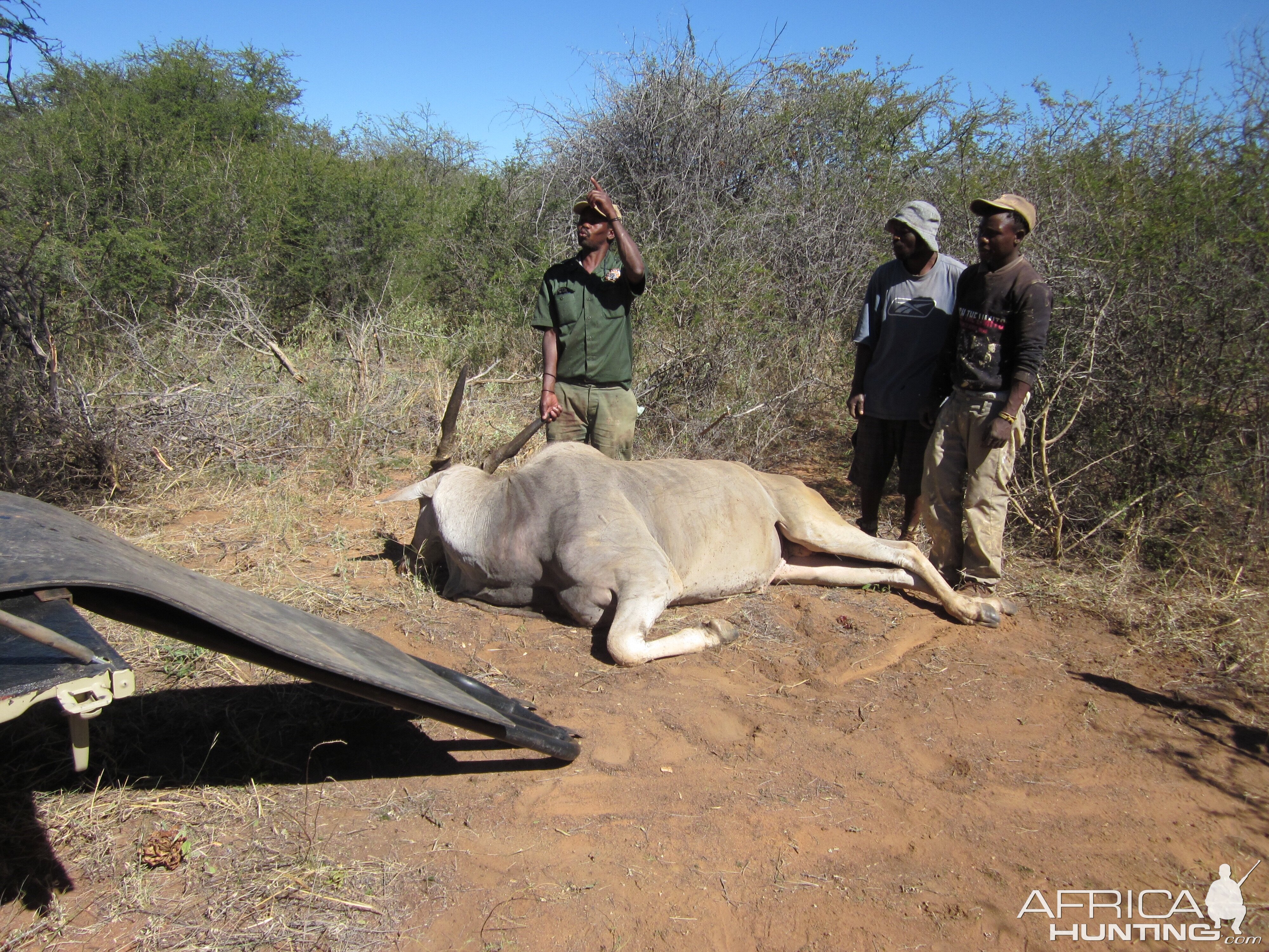 Eland South Africa Hunt