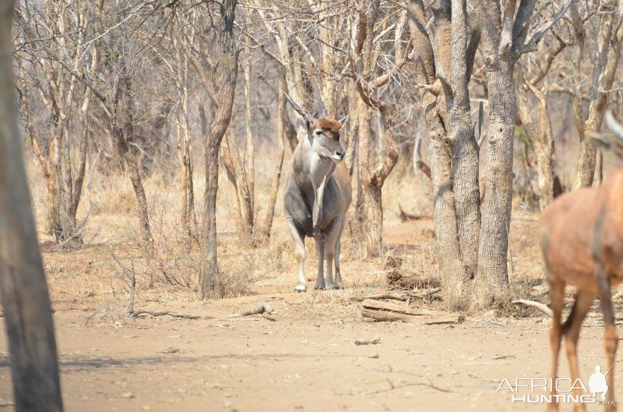 Eland South Africa