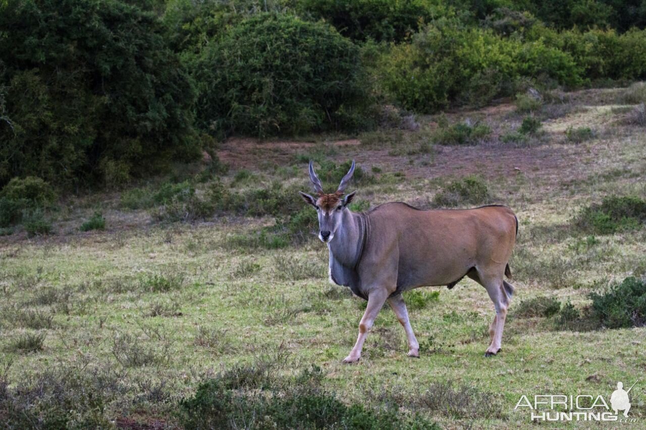 Eland South Africa