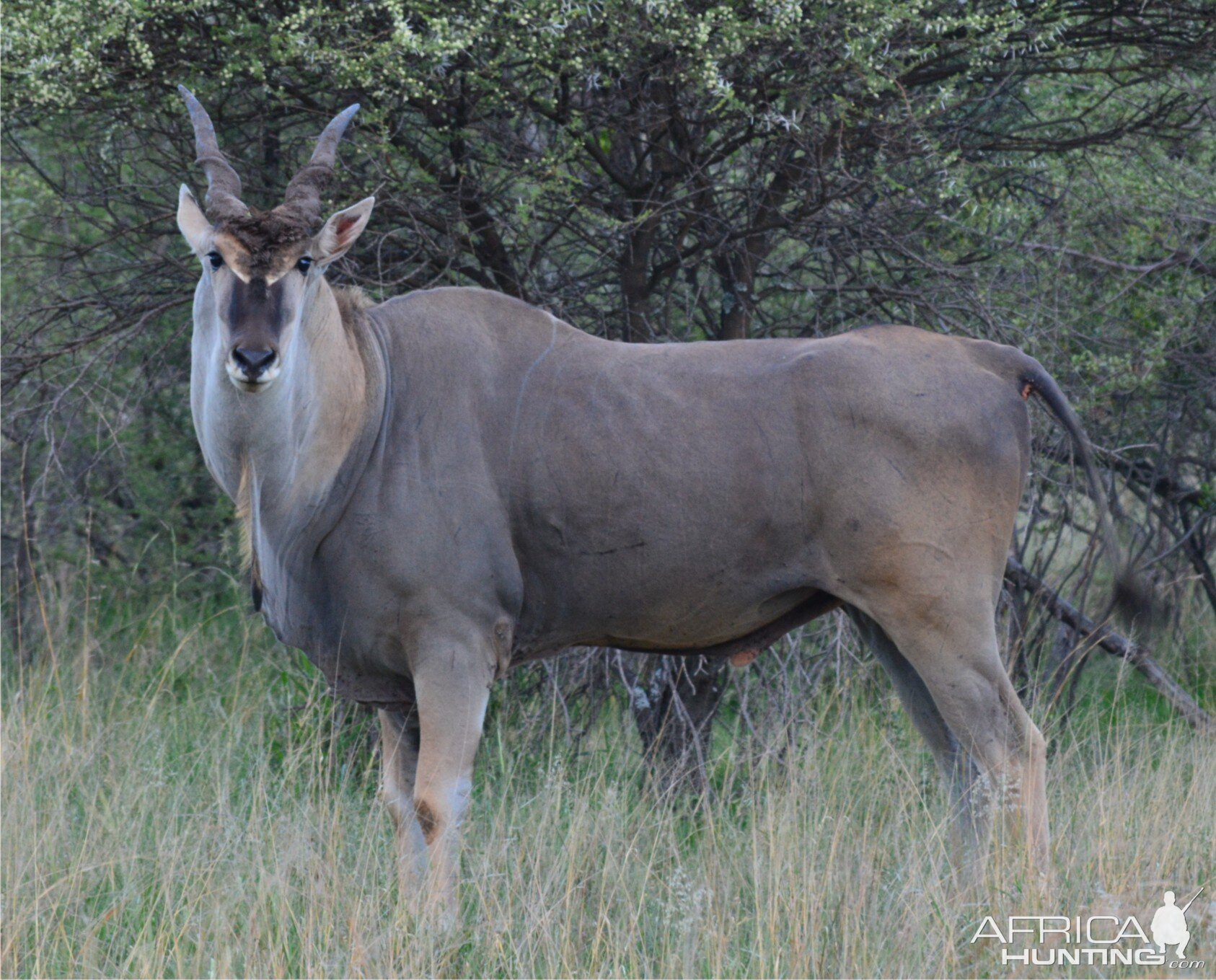 Eland South Africa