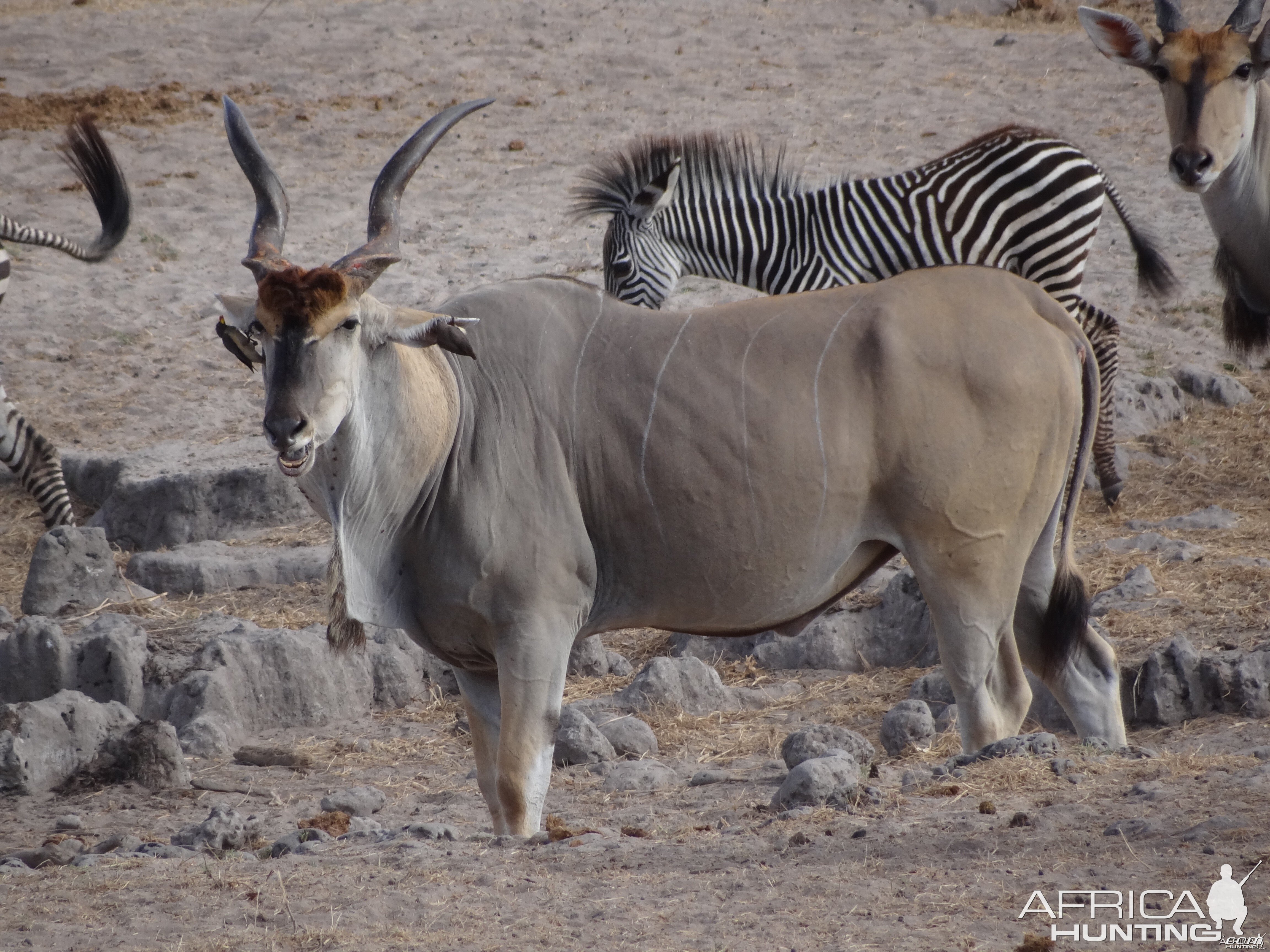 Eland - Tanzania